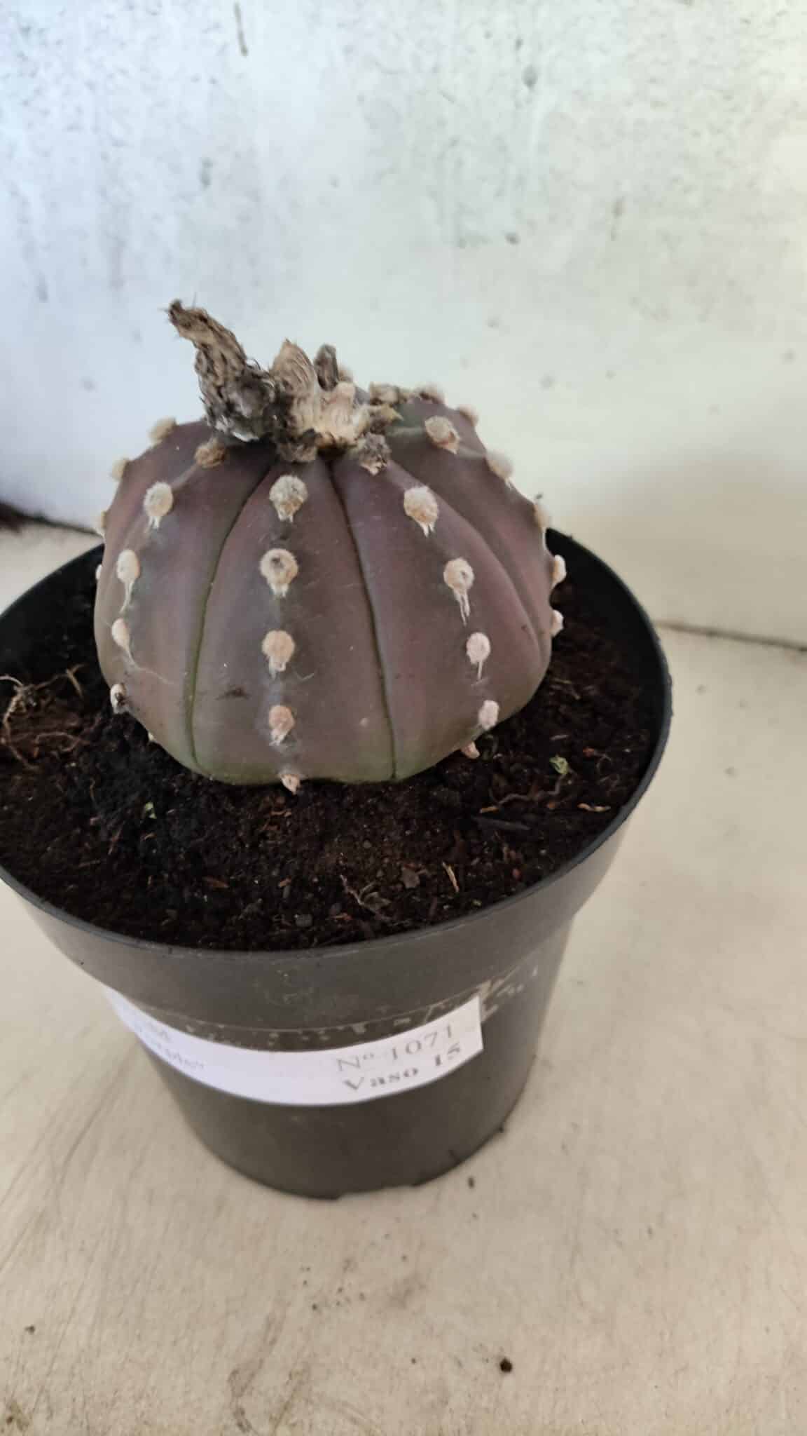 ASTROPHYTUM ASTERIAS “Purple”  Nº 1071 – vaso 15 - foto 9