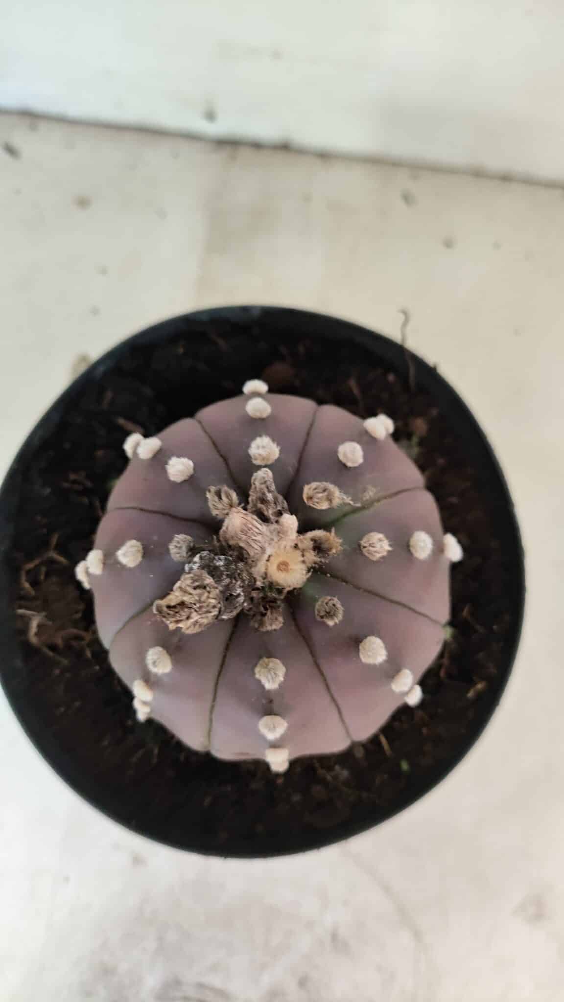ASTROPHYTUM ASTERIAS “Purple”  Nº 1071 – vaso 15 - foto 3