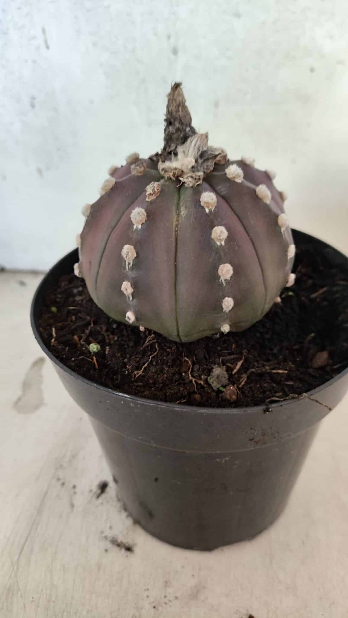 ASTROPHYTUM ASTERIAS “Purple”  Nº 1071 – vaso 15 - foto 8