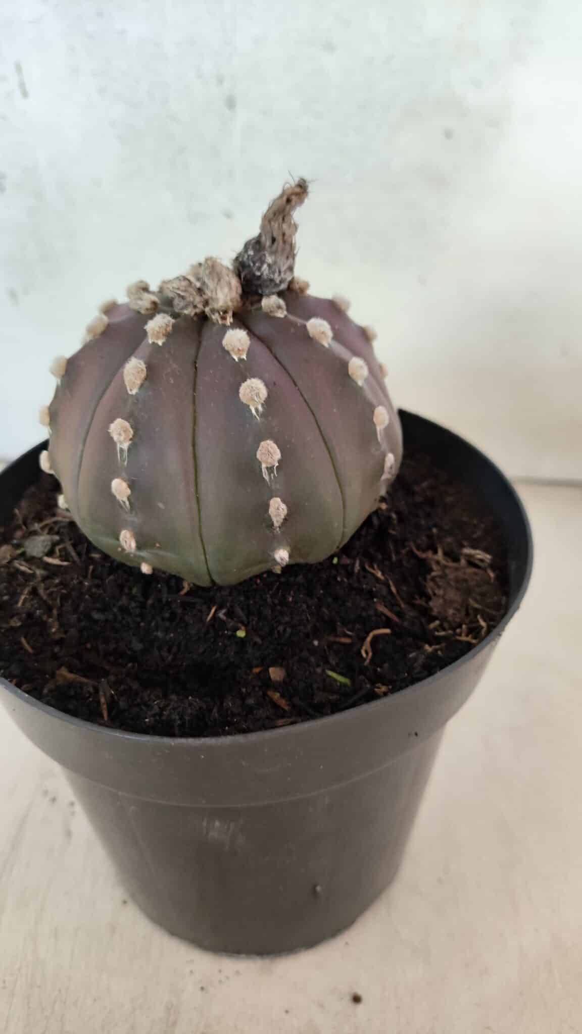 ASTROPHYTUM ASTERIAS “Purple”  Nº 1071 – vaso 15 - foto 7