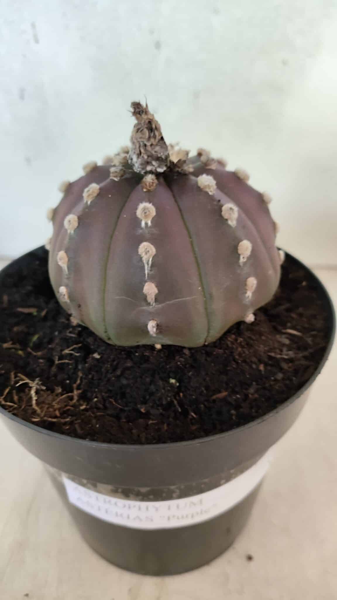ASTROPHYTUM ASTERIAS “Purple”  Nº 1071 – vaso 15 - foto 6