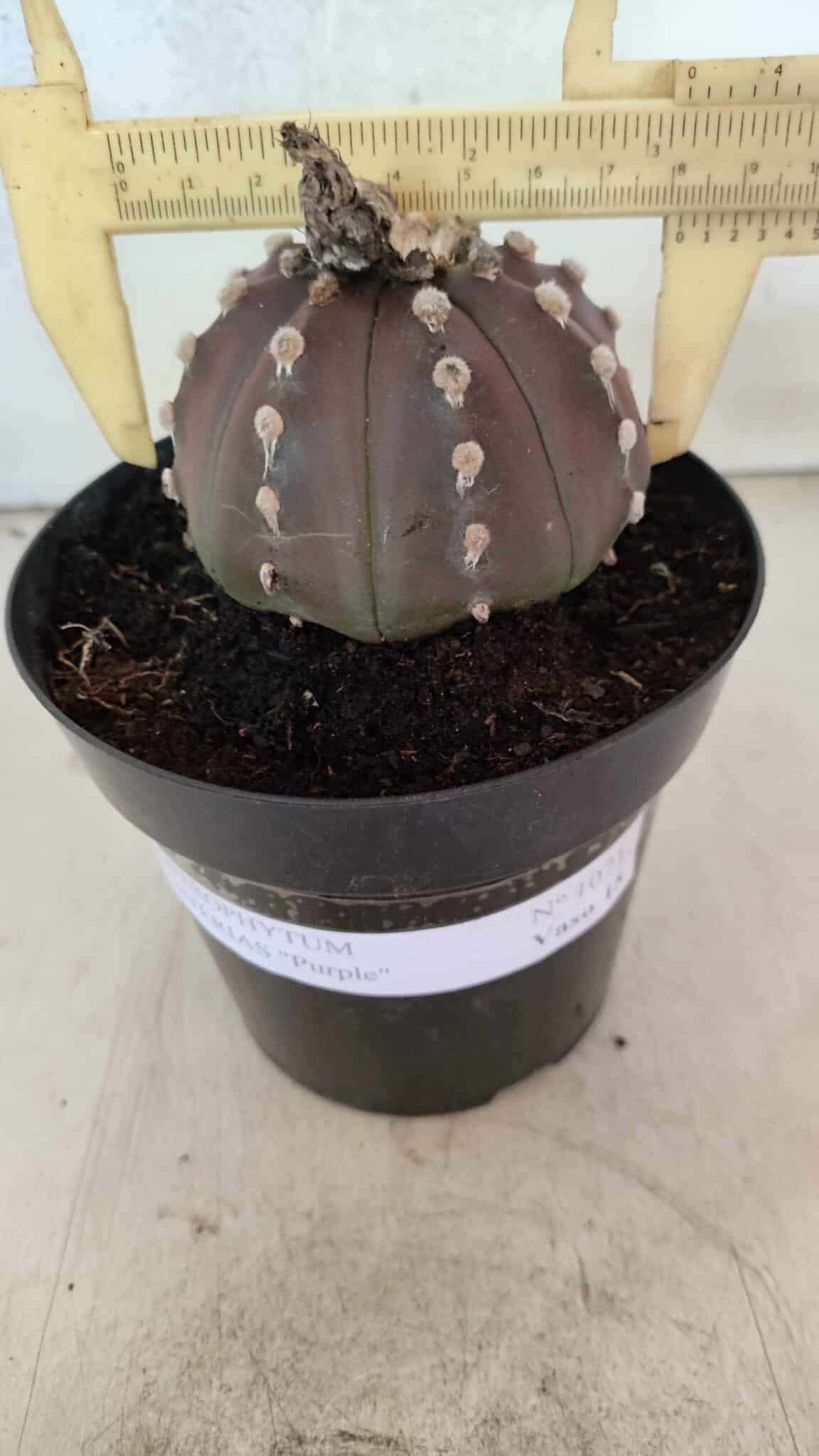 ASTROPHYTUM ASTERIAS “Purple”  Nº 1071 – vaso 15 - foto 4