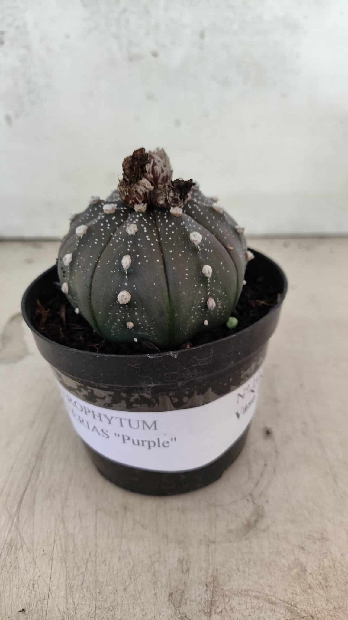 ASTROPHYTUM ASTERIAS “Purple”  Nº 1074 – vaso 09 - foto 2