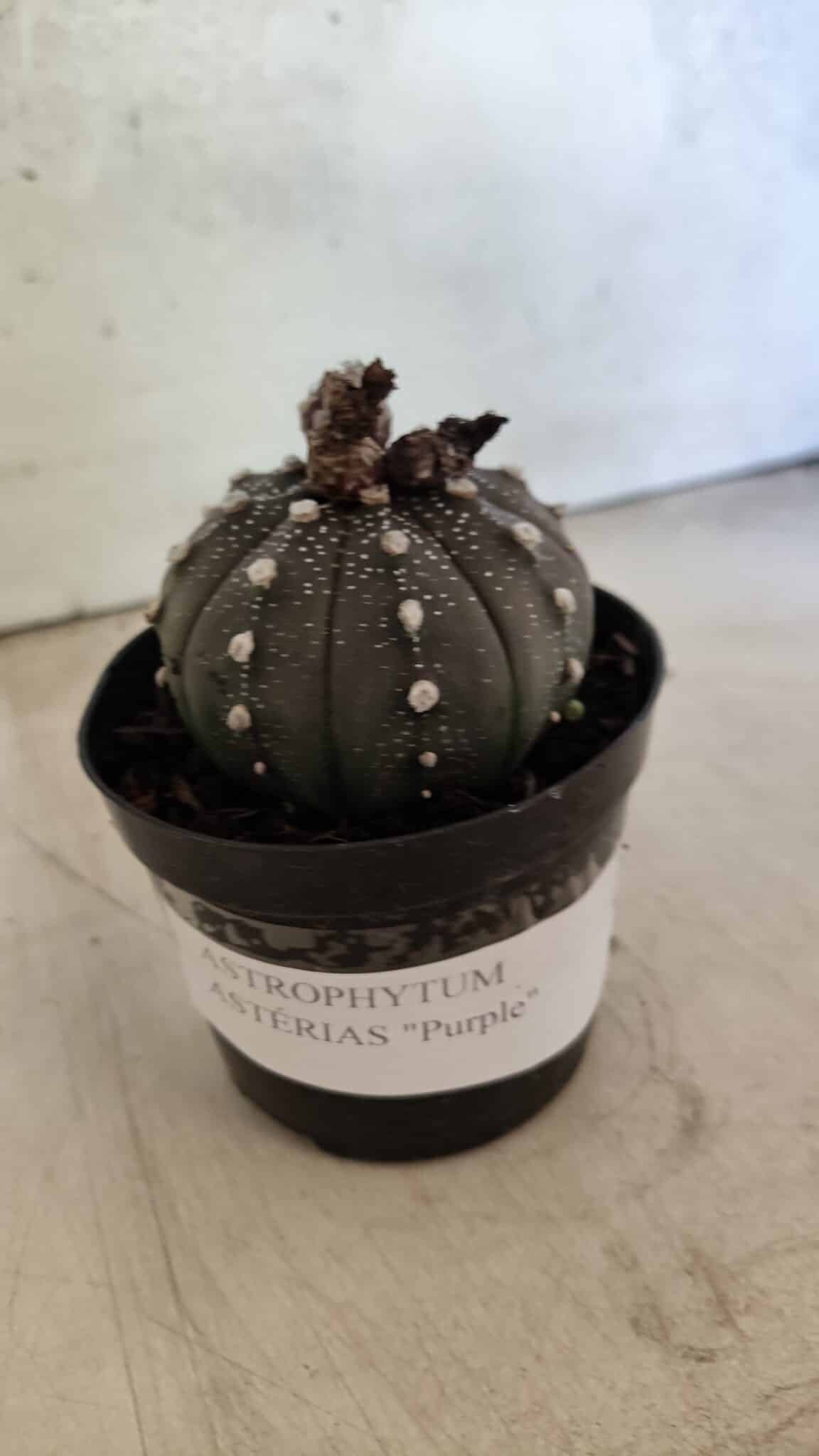 ASTROPHYTUM ASTERIAS “Purple”  Nº 1074 – vaso 09 - foto 9