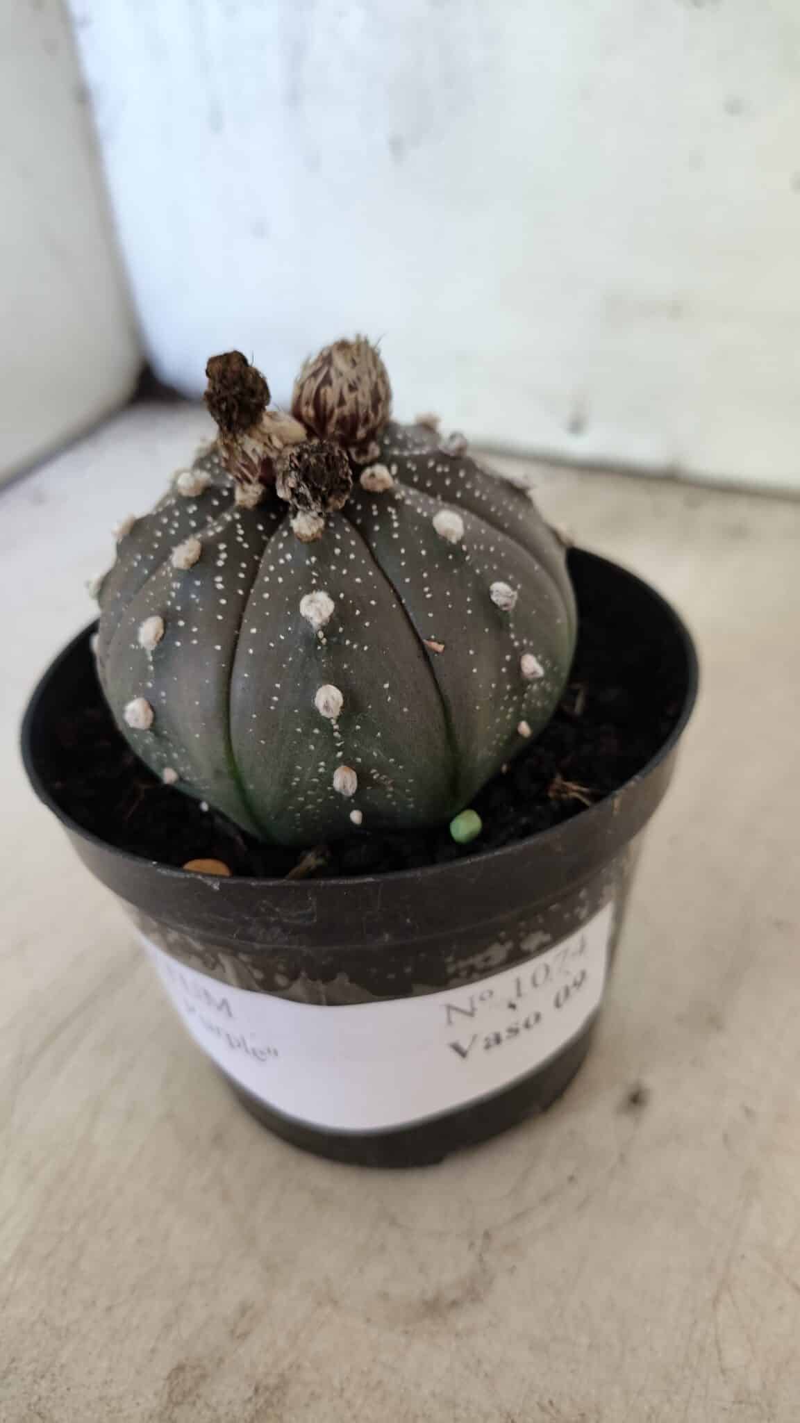 ASTROPHYTUM ASTERIAS “Purple”  Nº 1074 – vaso 09 - foto 8