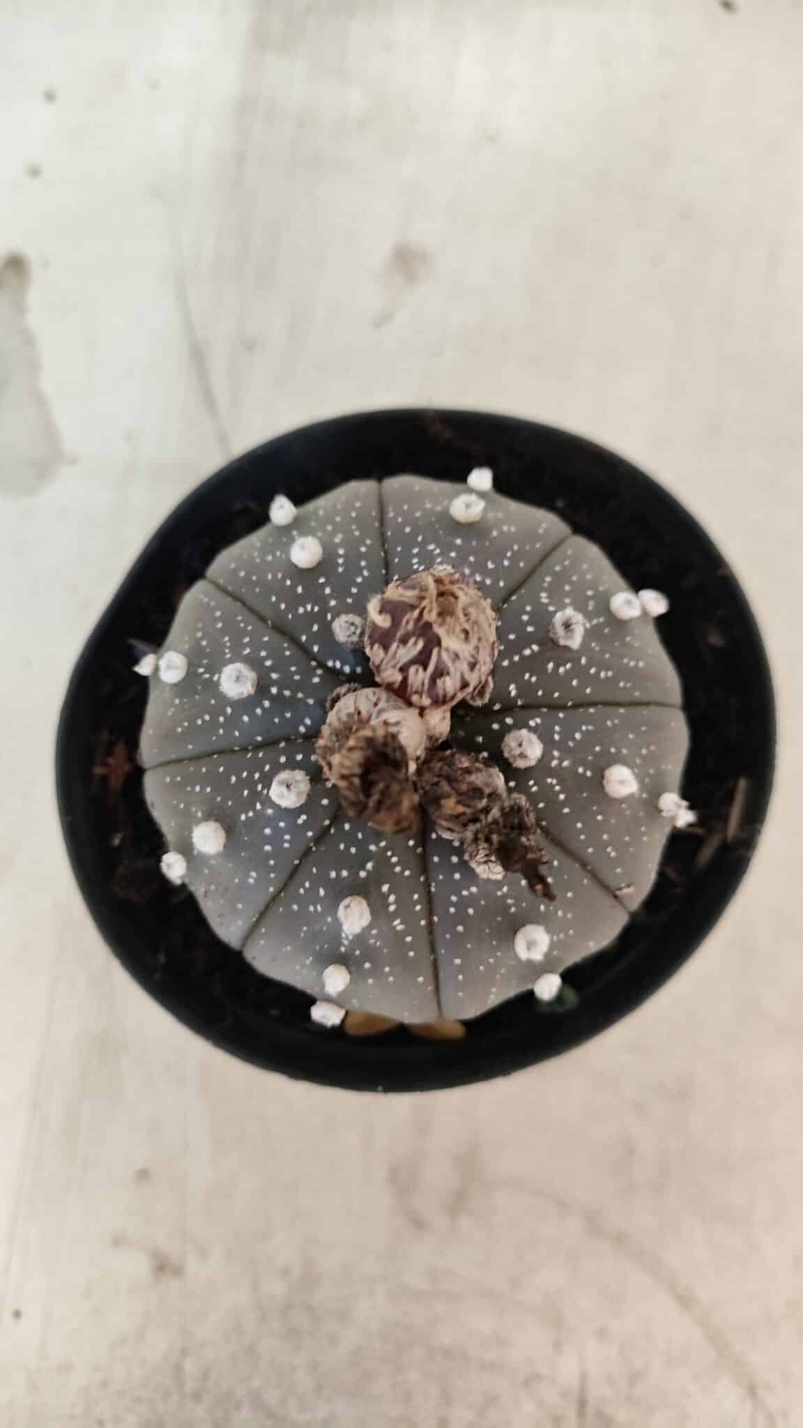 ASTROPHYTUM ASTERIAS “Purple”  Nº 1074 – vaso 09 - foto 3