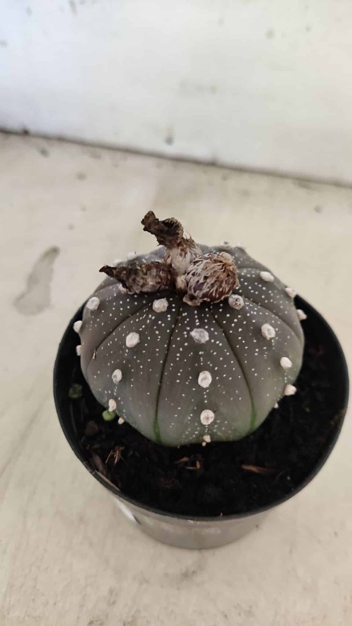 ASTROPHYTUM ASTERIAS “Purple”  Nº 1074 – vaso 09 - foto 7