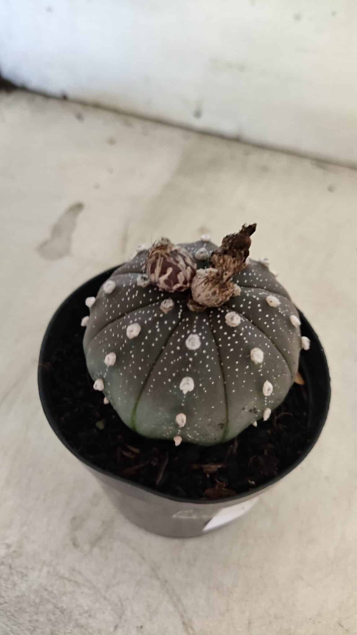ASTROPHYTUM ASTERIAS “Purple”  Nº 1074 – vaso 09 - foto 6