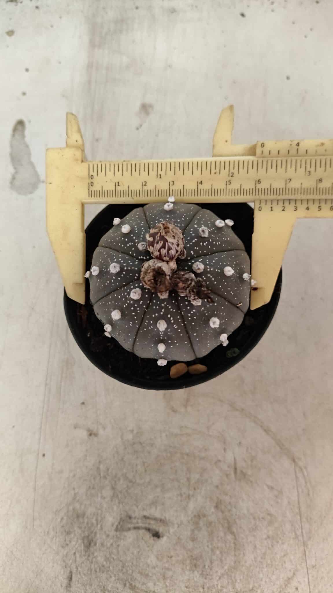 ASTROPHYTUM ASTERIAS “Purple”  Nº 1074 – vaso 09 - foto 5