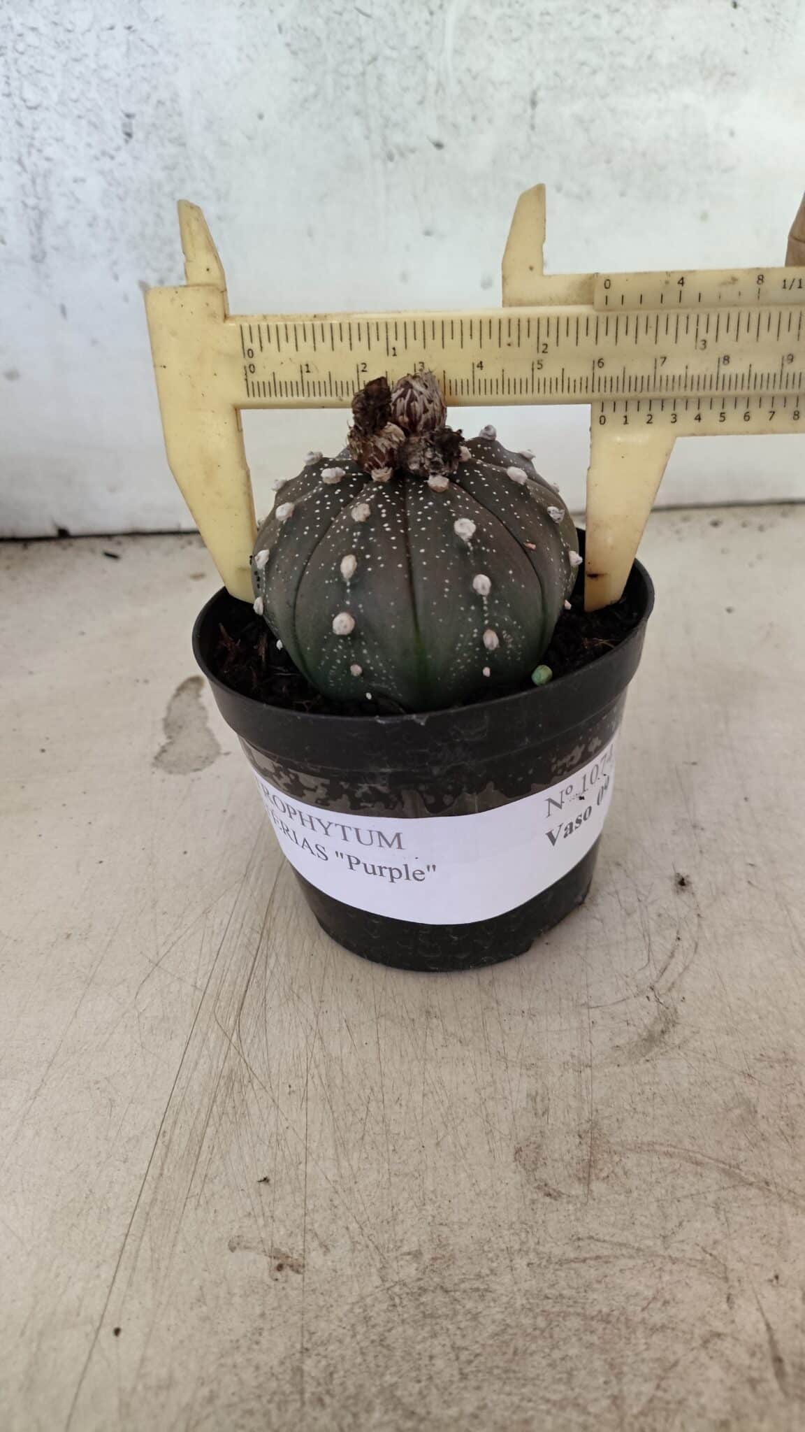 ASTROPHYTUM ASTERIAS “Purple”  Nº 1074 – vaso 09 - foto 4