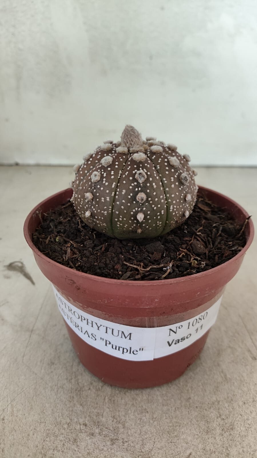 MATRIZ ASTROPHYTUM ASTÉRIAS "Purple" Nº 1080 – vaso 11 - foto 2