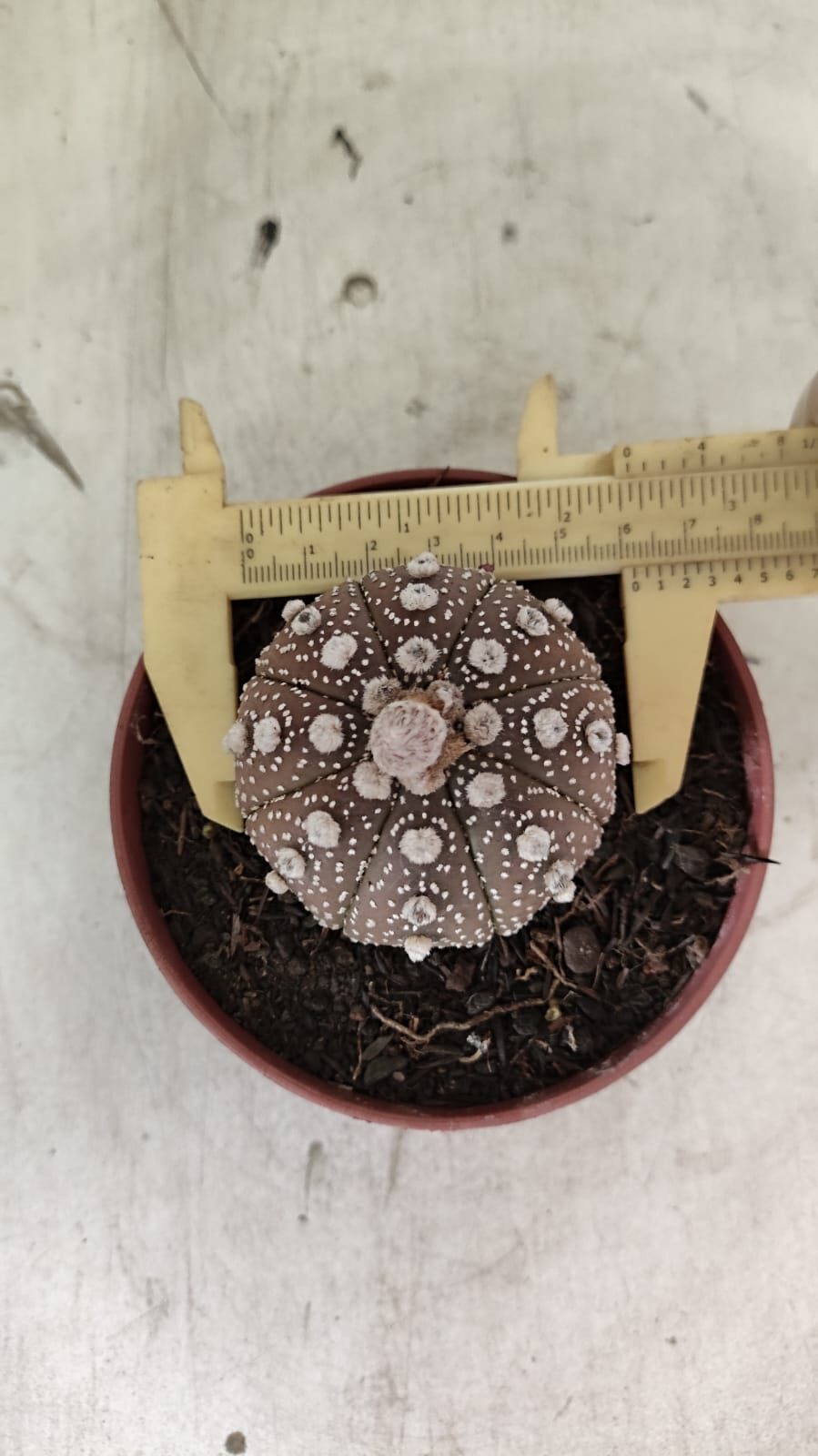 MATRIZ ASTROPHYTUM ASTÉRIAS "Purple" Nº 1080 – vaso 11 - foto 5