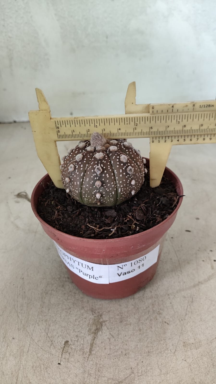 MATRIZ ASTROPHYTUM ASTÉRIAS "Purple" Nº 1080 – vaso 11 - foto 4