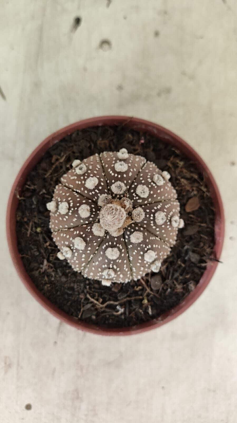 MATRIZ ASTROPHYTUM ASTÉRIAS "Purple" Nº 1080 – vaso 11 - foto 10