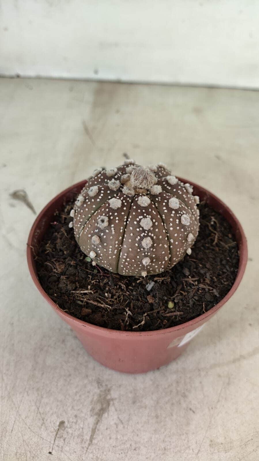 MATRIZ ASTROPHYTUM ASTÉRIAS "Purple" Nº 1080 – vaso 11 - foto 6