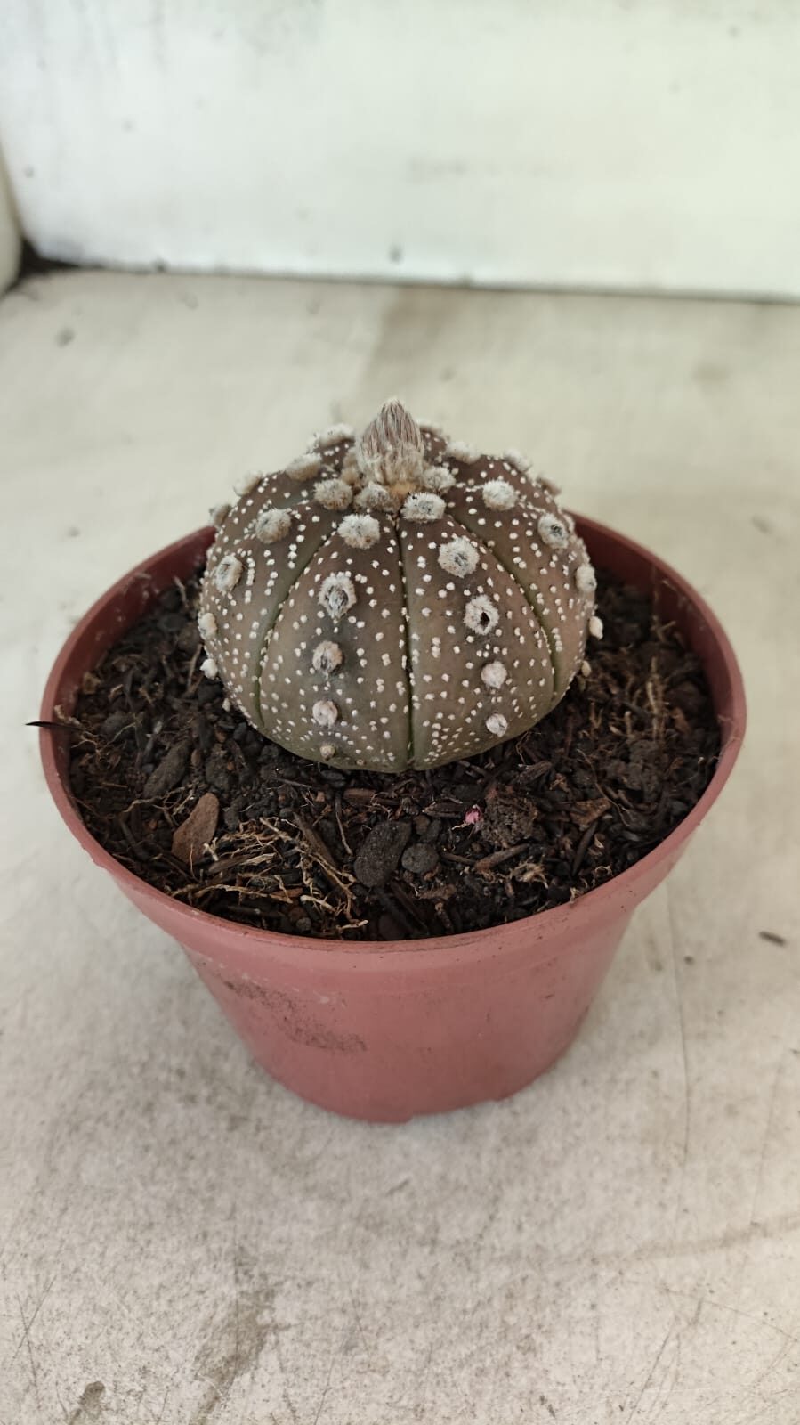 MATRIZ ASTROPHYTUM ASTÉRIAS "Purple" Nº 1080 – vaso 11 - foto 9