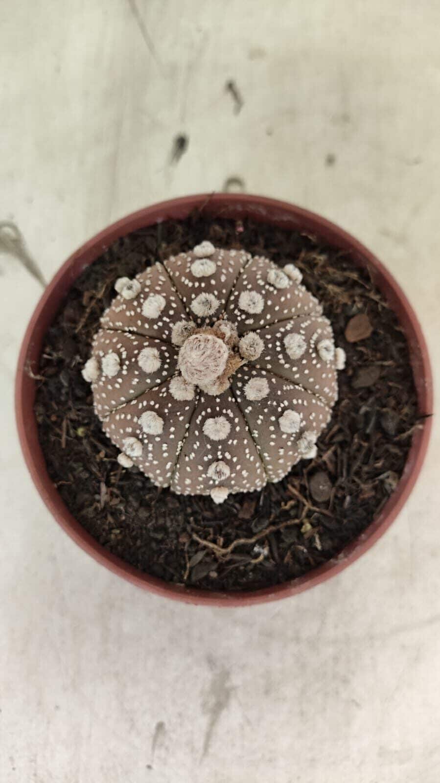 MATRIZ ASTROPHYTUM ASTÉRIAS "Purple" Nº 1080 – vaso 11 - foto 3