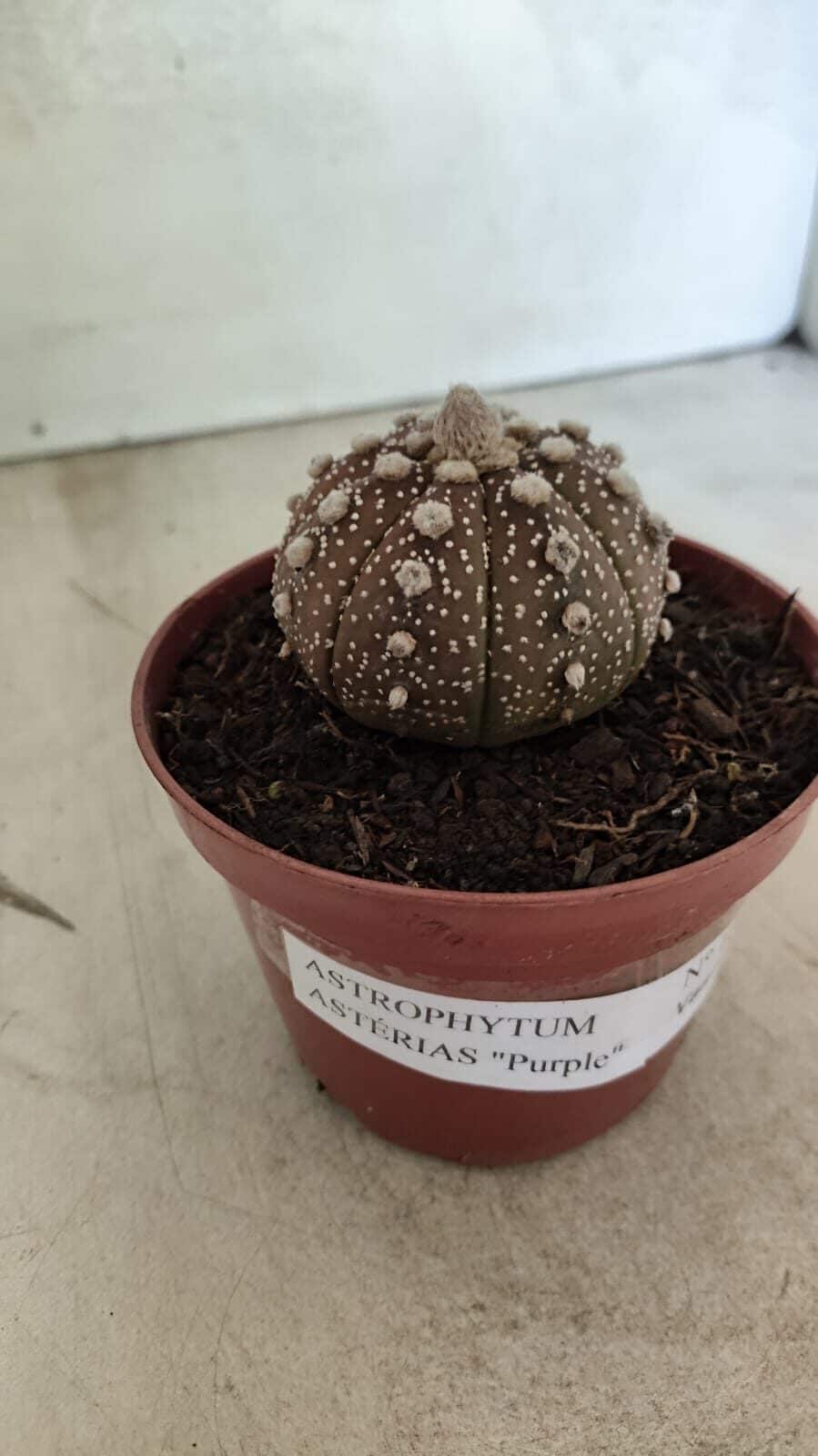 MATRIZ ASTROPHYTUM ASTÉRIAS "Purple" Nº 1080 – vaso 11 - foto 8