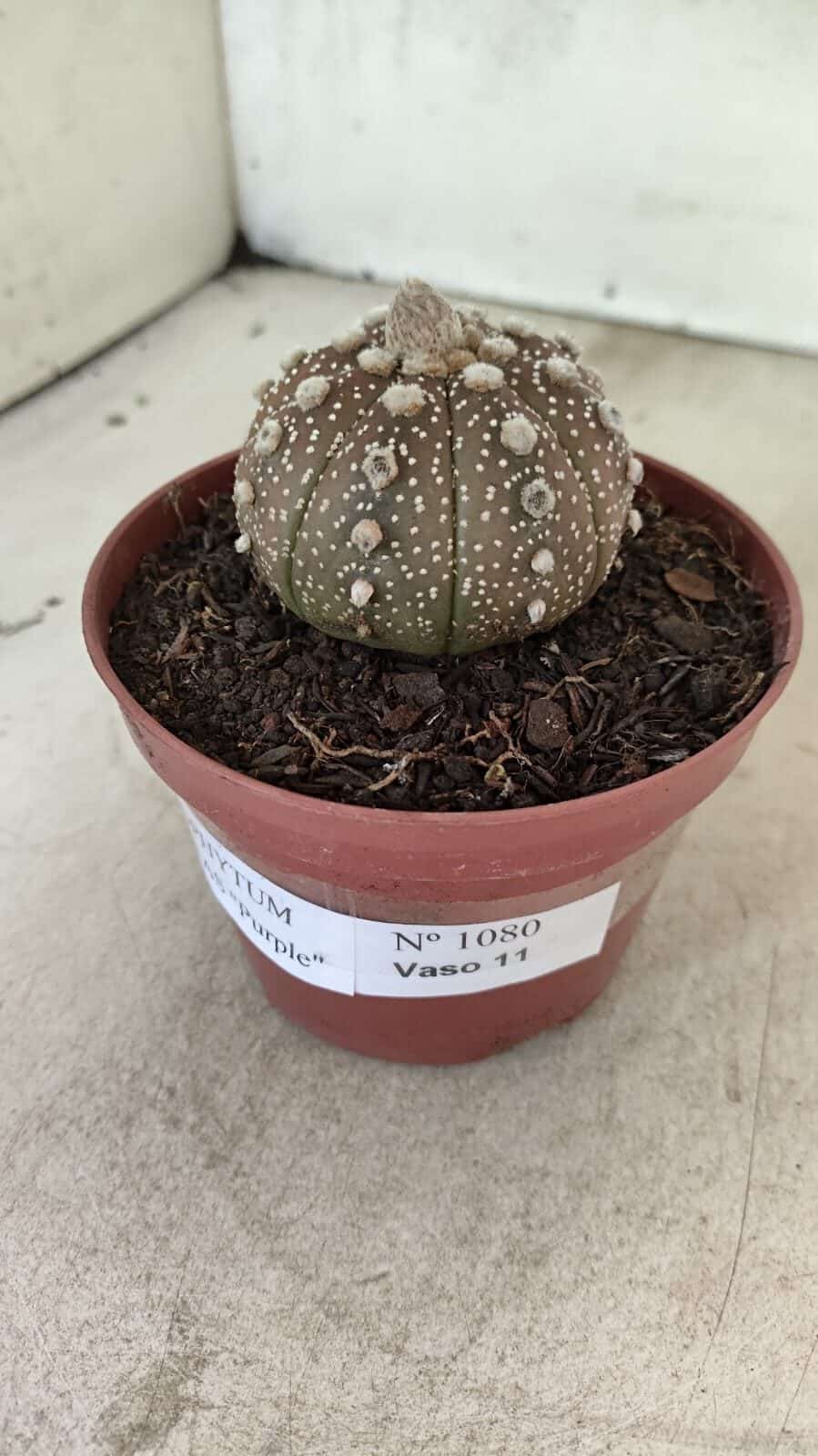 MATRIZ ASTROPHYTUM ASTÉRIAS "Purple" Nº 1080 – vaso 11 - foto 7