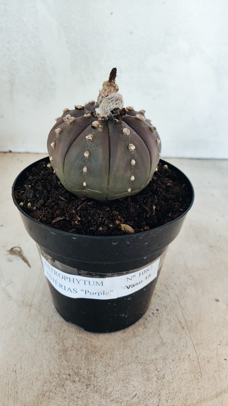 MATRIZ ASTROPHYTUM ASTÉRIAS "Purple" Nº 1082 – vaso 15 - foto 2