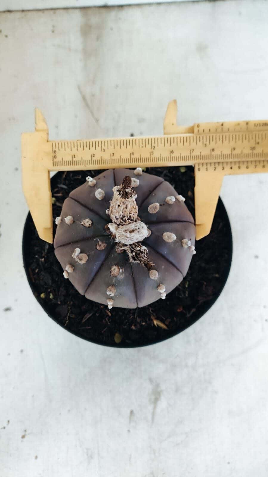 MATRIZ ASTROPHYTUM ASTÉRIAS "Purple" Nº 1082 – vaso 15 - foto 5