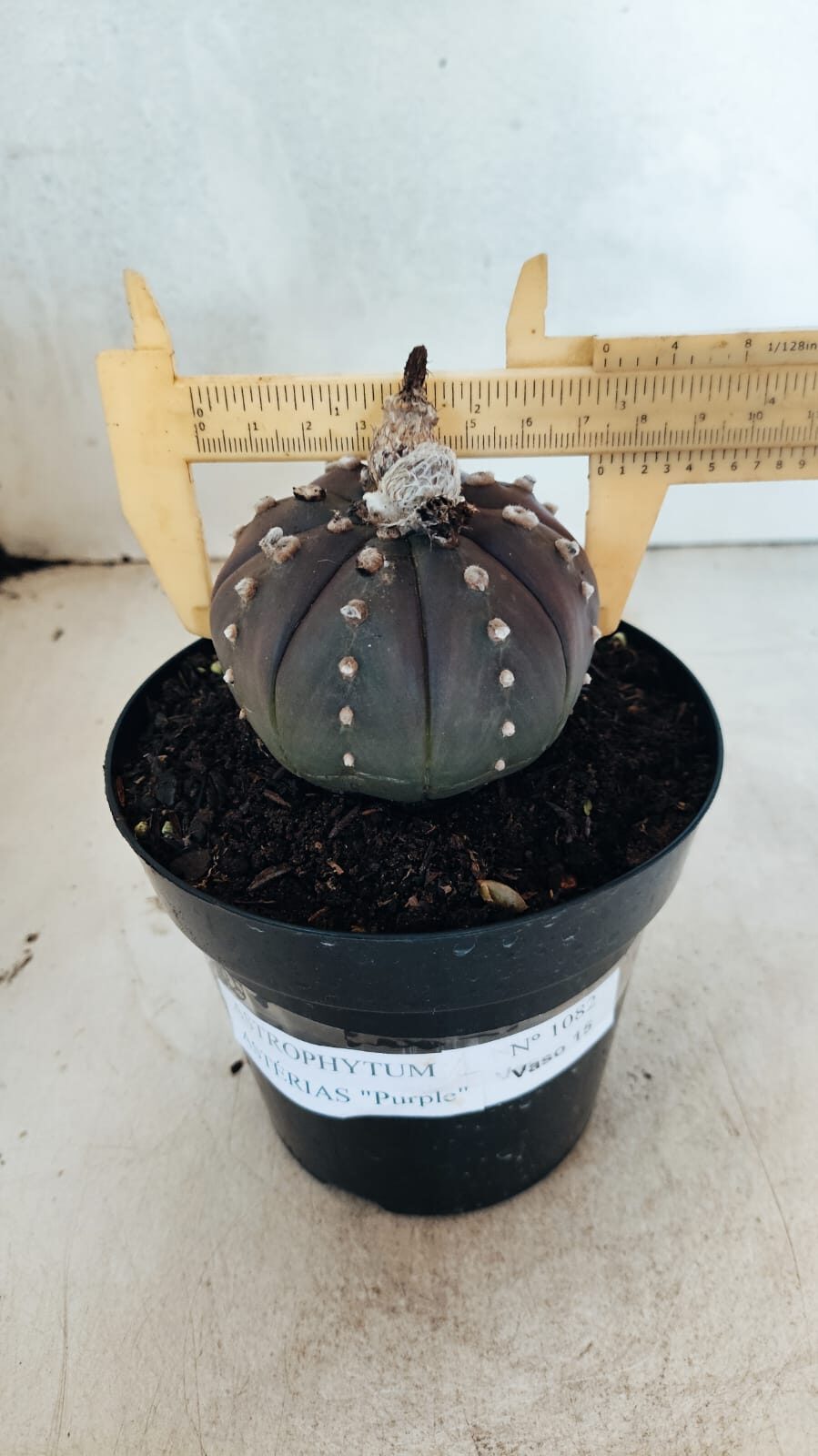 MATRIZ ASTROPHYTUM ASTÉRIAS "Purple" Nº 1082 – vaso 15 - foto 4