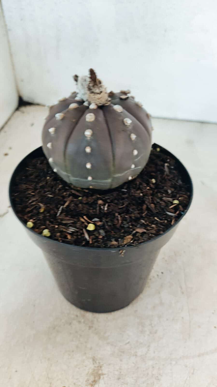 MATRIZ ASTROPHYTUM ASTÉRIAS "Purple" Nº 1082 – vaso 15 - foto 8