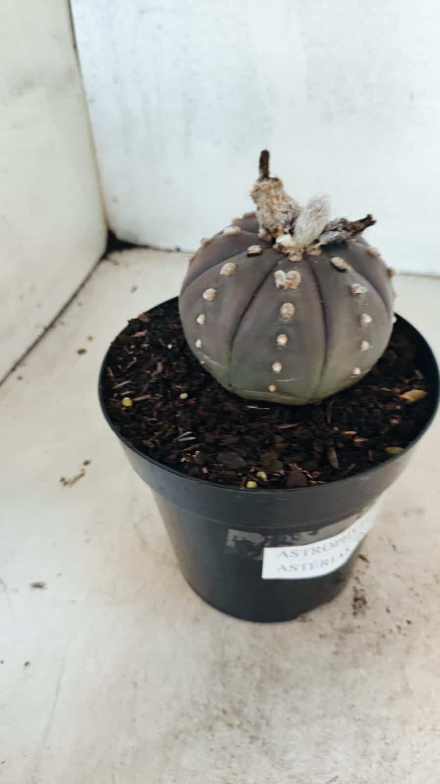MATRIZ ASTROPHYTUM ASTÉRIAS "Purple" Nº 1082 – vaso 15 - foto 7