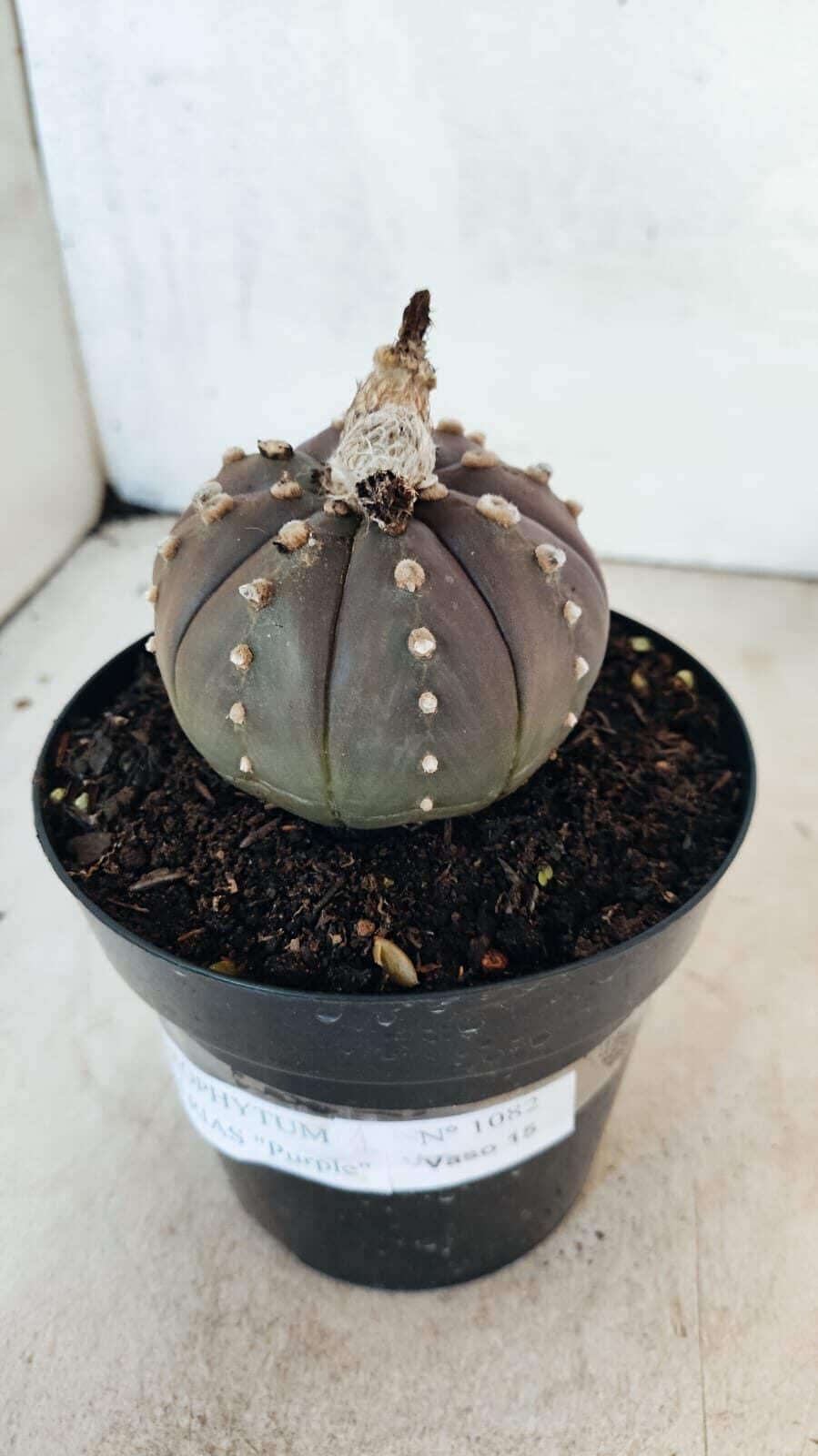 MATRIZ ASTROPHYTUM ASTÉRIAS "Purple" Nº 1082 – vaso 15 - foto 6