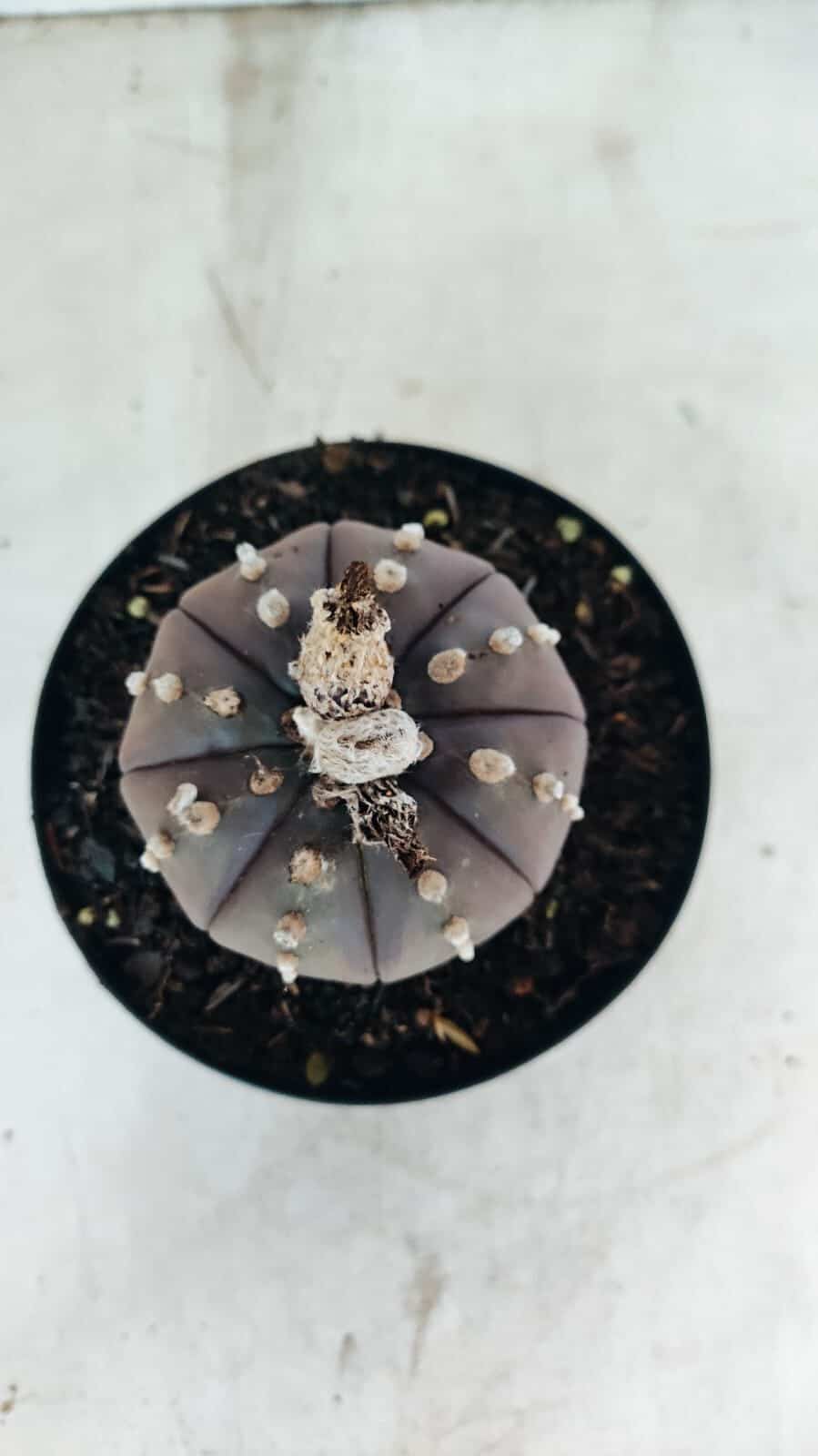 MATRIZ ASTROPHYTUM ASTÉRIAS "Purple" Nº 1082 – vaso 15 - foto 3