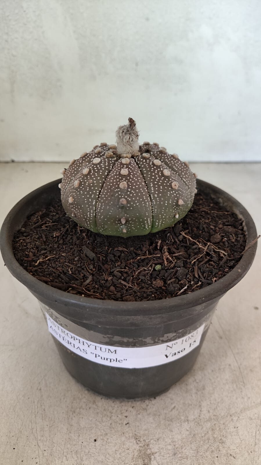 MATRIZ ASTROPHYTUM ASTÉRIAS "Purple" Nº 1083 – vaso 15 - foto 2