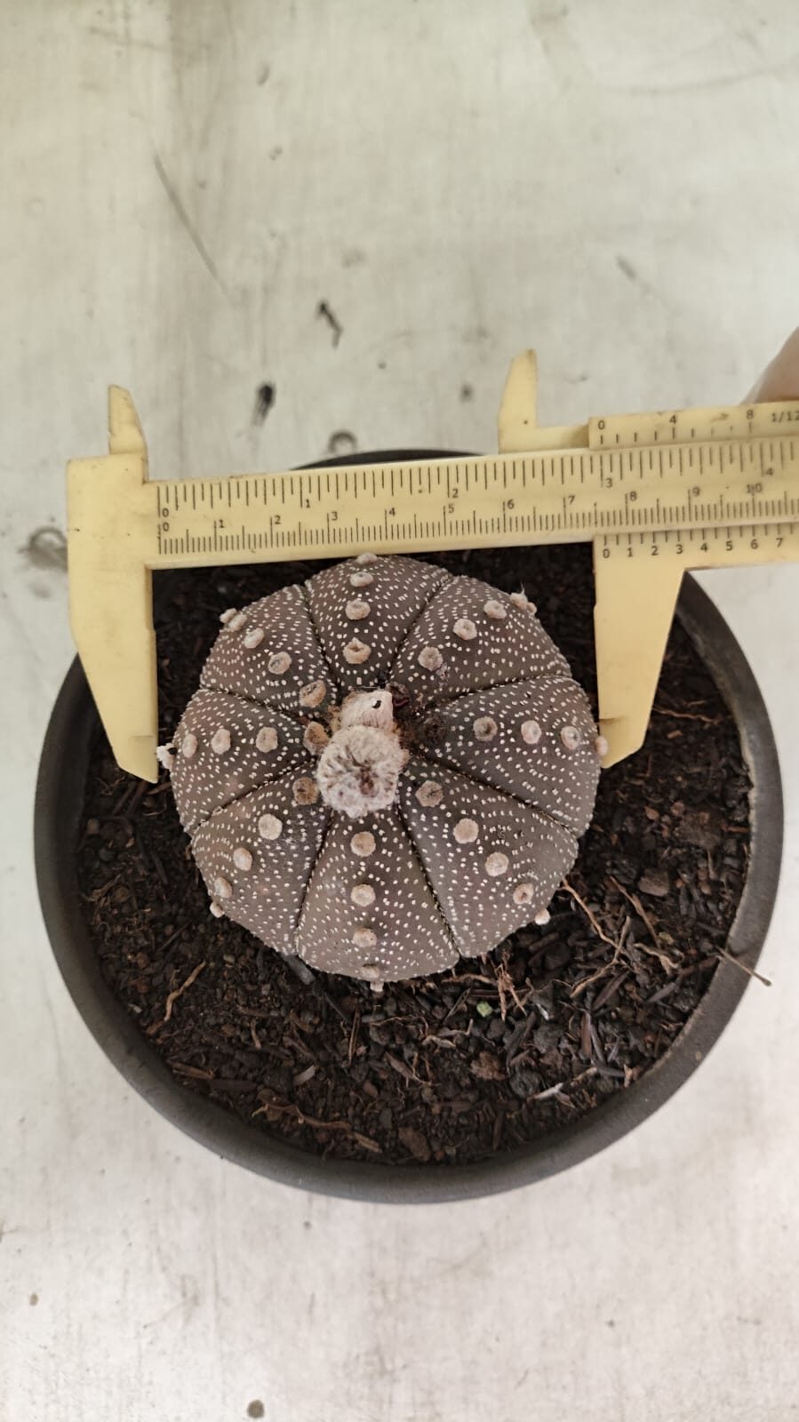 MATRIZ ASTROPHYTUM ASTÉRIAS "Purple" Nº 1083 – vaso 15 - foto 5