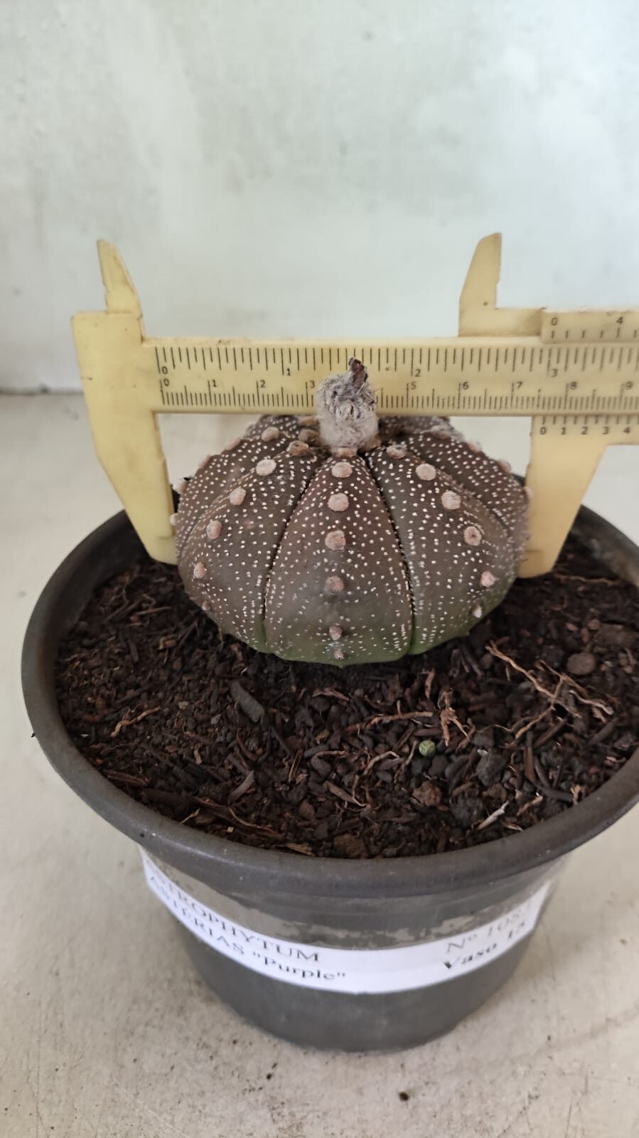 MATRIZ ASTROPHYTUM ASTÉRIAS "Purple" Nº 1083 – vaso 15 - foto 4