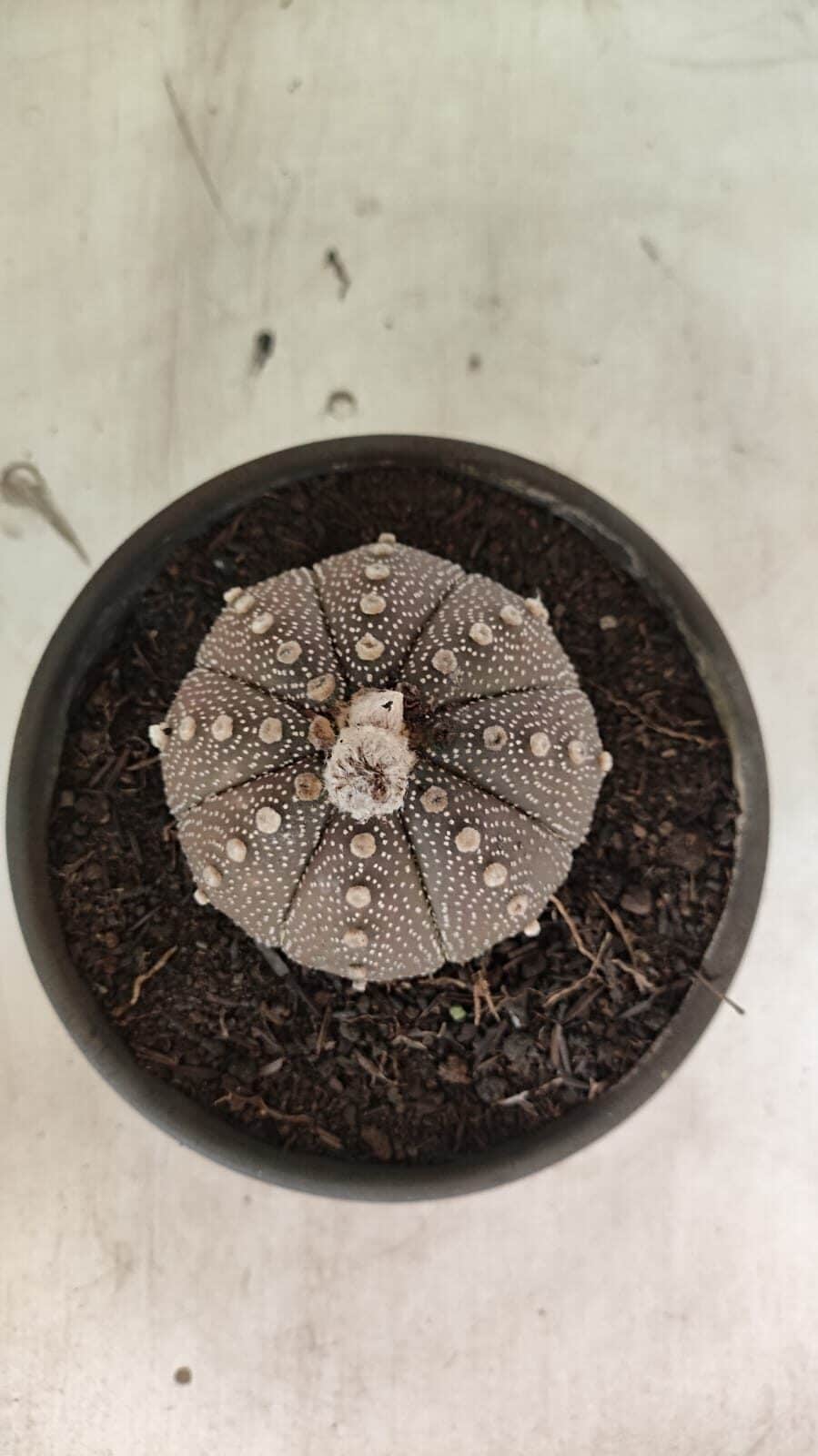 MATRIZ ASTROPHYTUM ASTÉRIAS "Purple" Nº 1083 – vaso 15 - foto 9