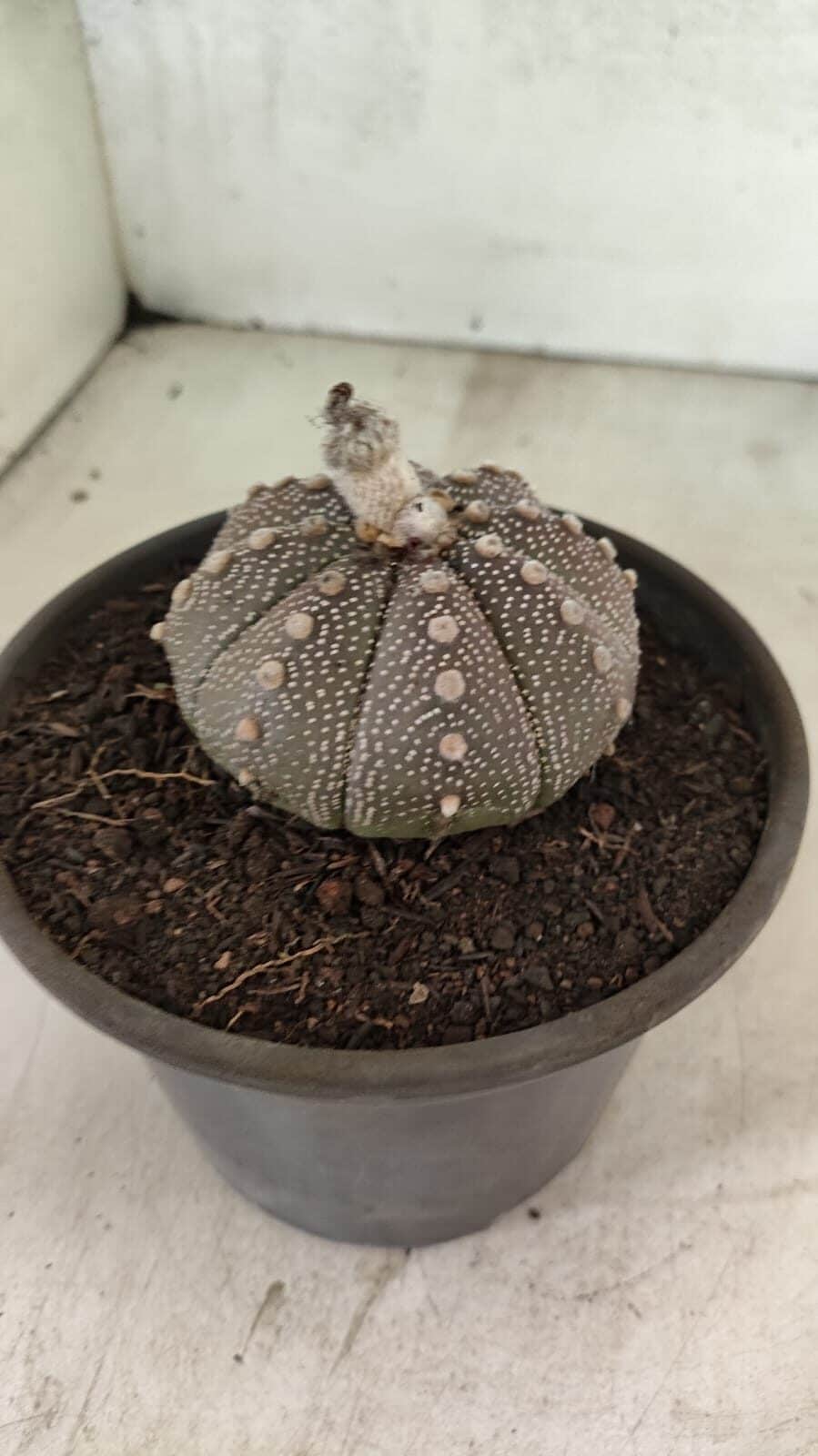 MATRIZ ASTROPHYTUM ASTÉRIAS "Purple" Nº 1083 – vaso 15 - foto 8