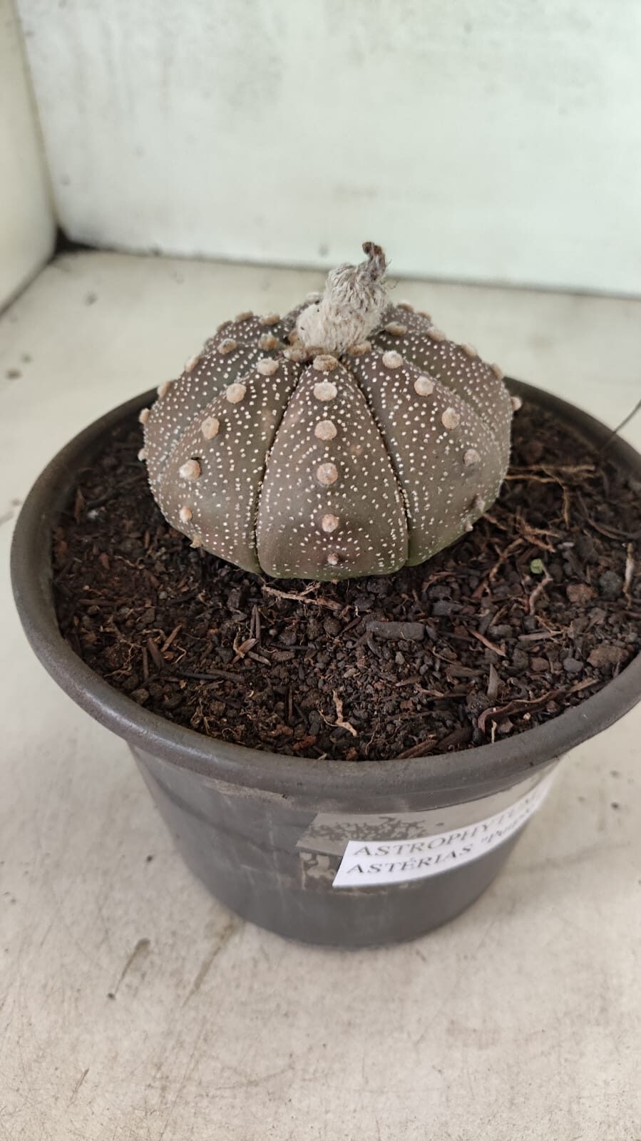 MATRIZ ASTROPHYTUM ASTÉRIAS "Purple" Nº 1083 – vaso 15 - foto 7