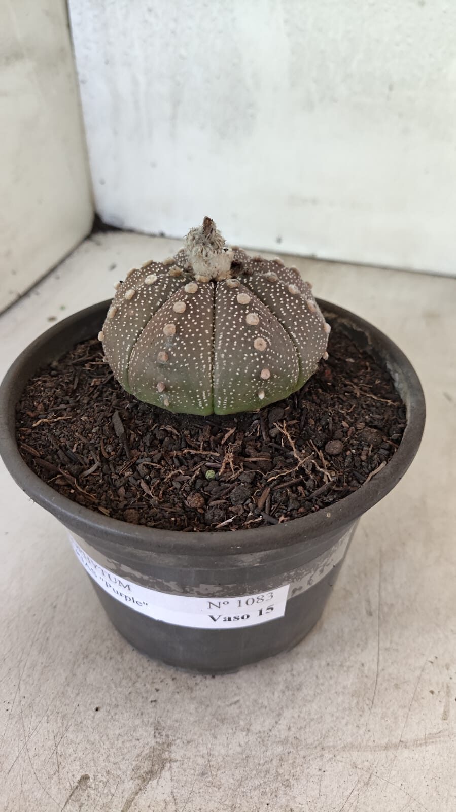 MATRIZ ASTROPHYTUM ASTÉRIAS "Purple" Nº 1083 – vaso 15 - foto 6