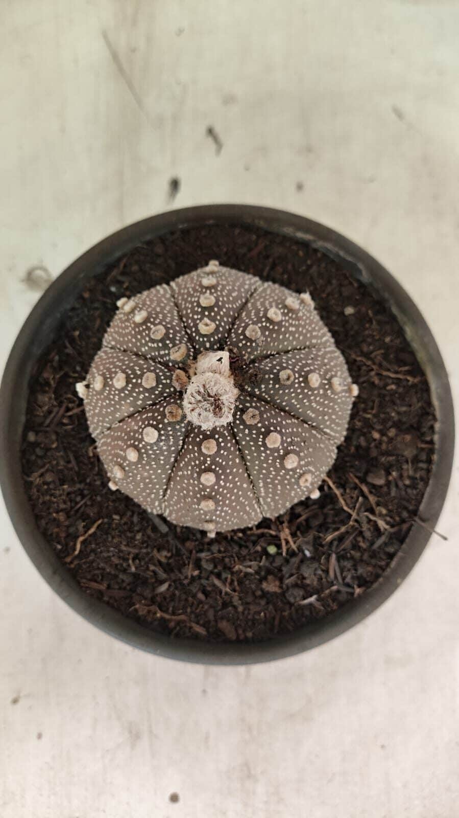 MATRIZ ASTROPHYTUM ASTÉRIAS "Purple" Nº 1083 – vaso 15 - foto 3