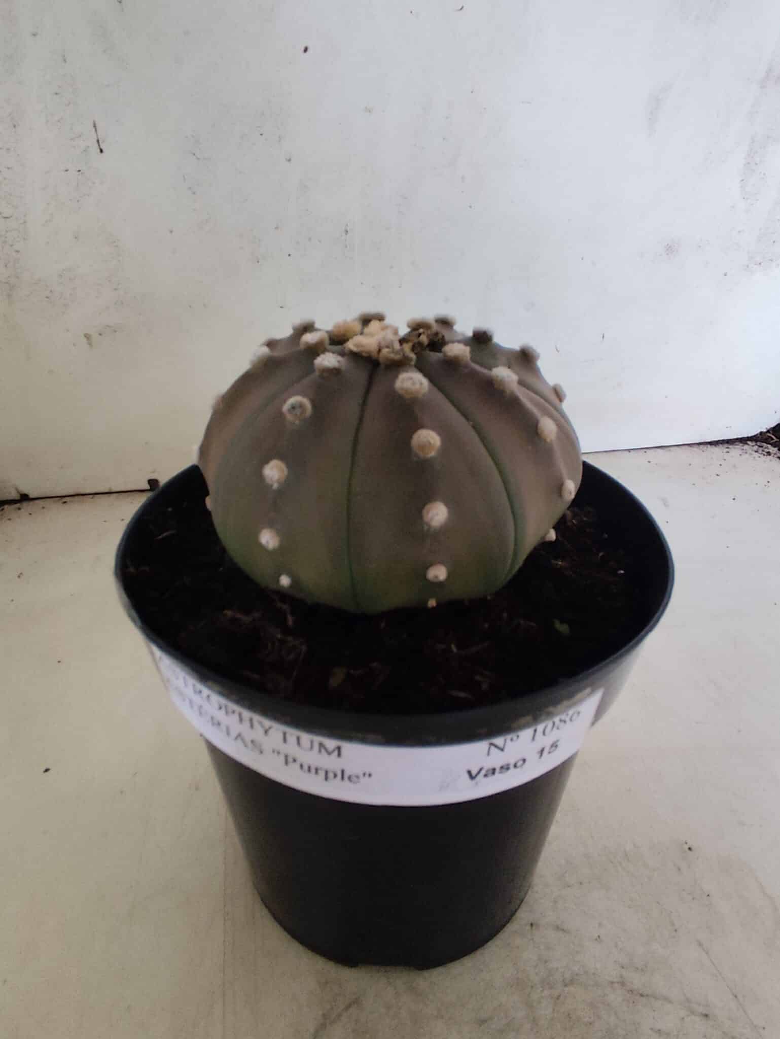 ASTROPHYTUM ASTERIAS “Purple”  Nº 1086 – vaso 15 - foto 2