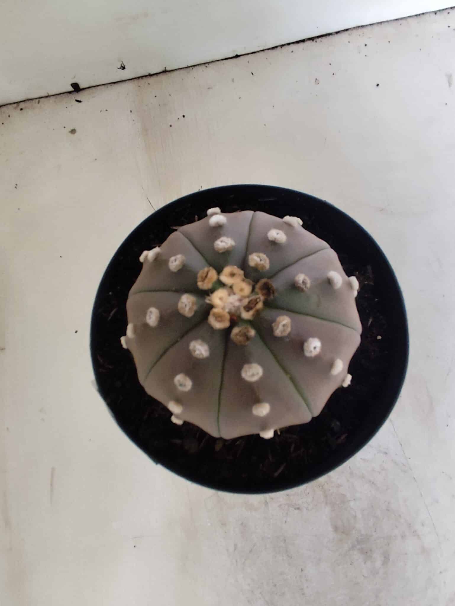 ASTROPHYTUM ASTERIAS “Purple”  Nº 1086 – vaso 15 - foto 3