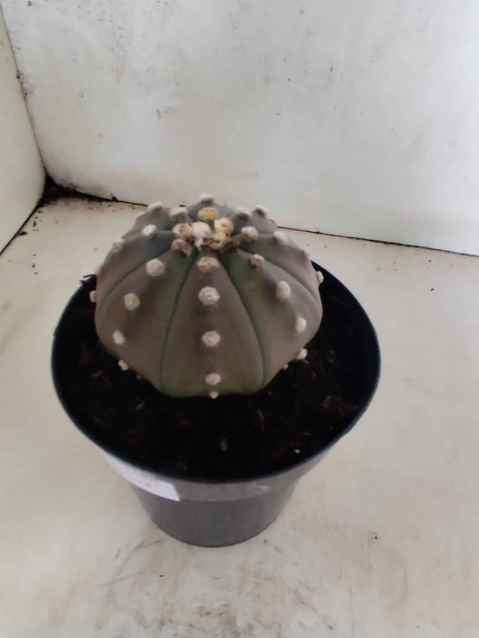 ASTROPHYTUM ASTERIAS “Purple”  Nº 1086 – vaso 15 - foto 8
