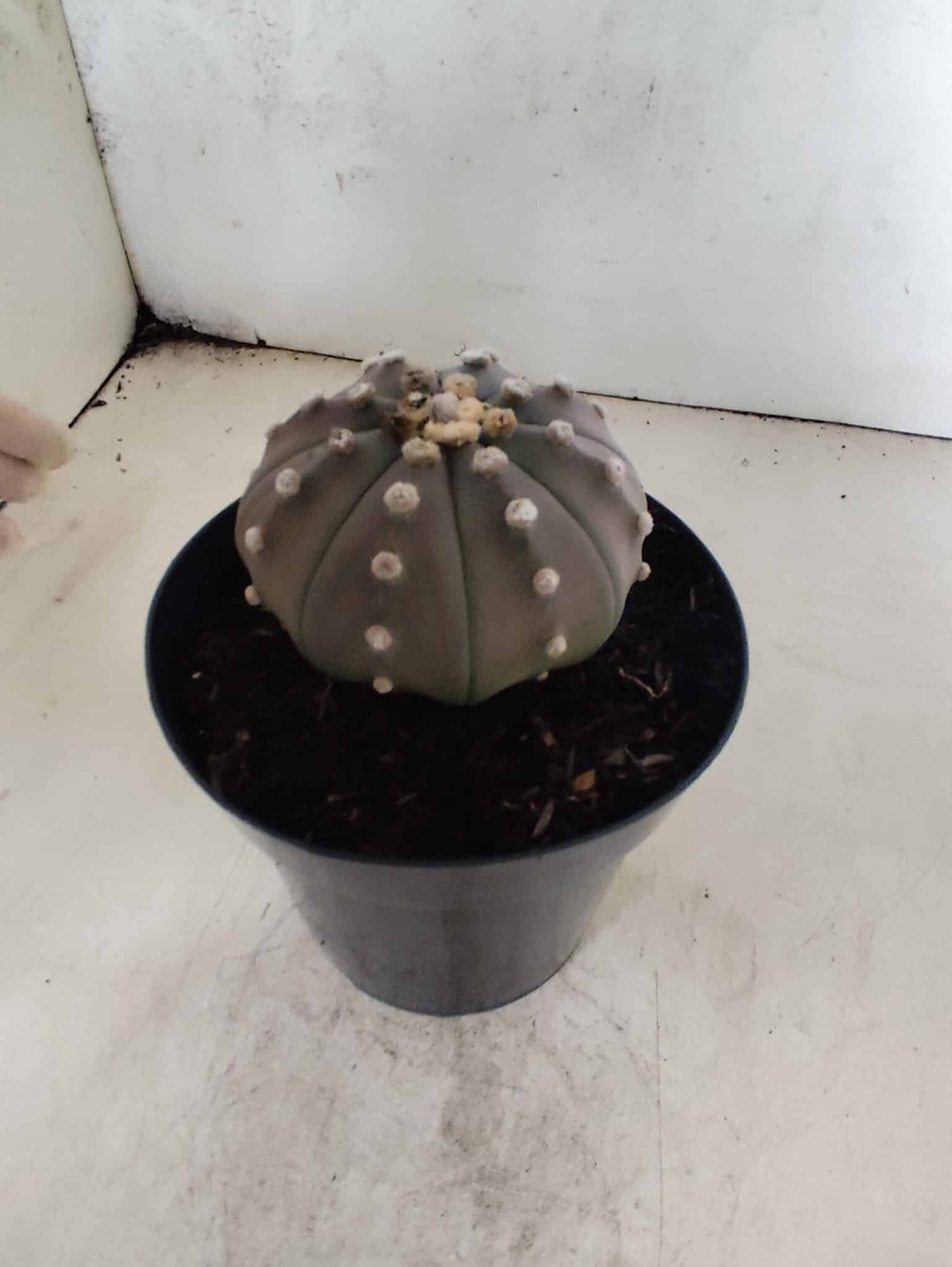 ASTROPHYTUM ASTERIAS “Purple”  Nº 1086 – vaso 15 - foto 7