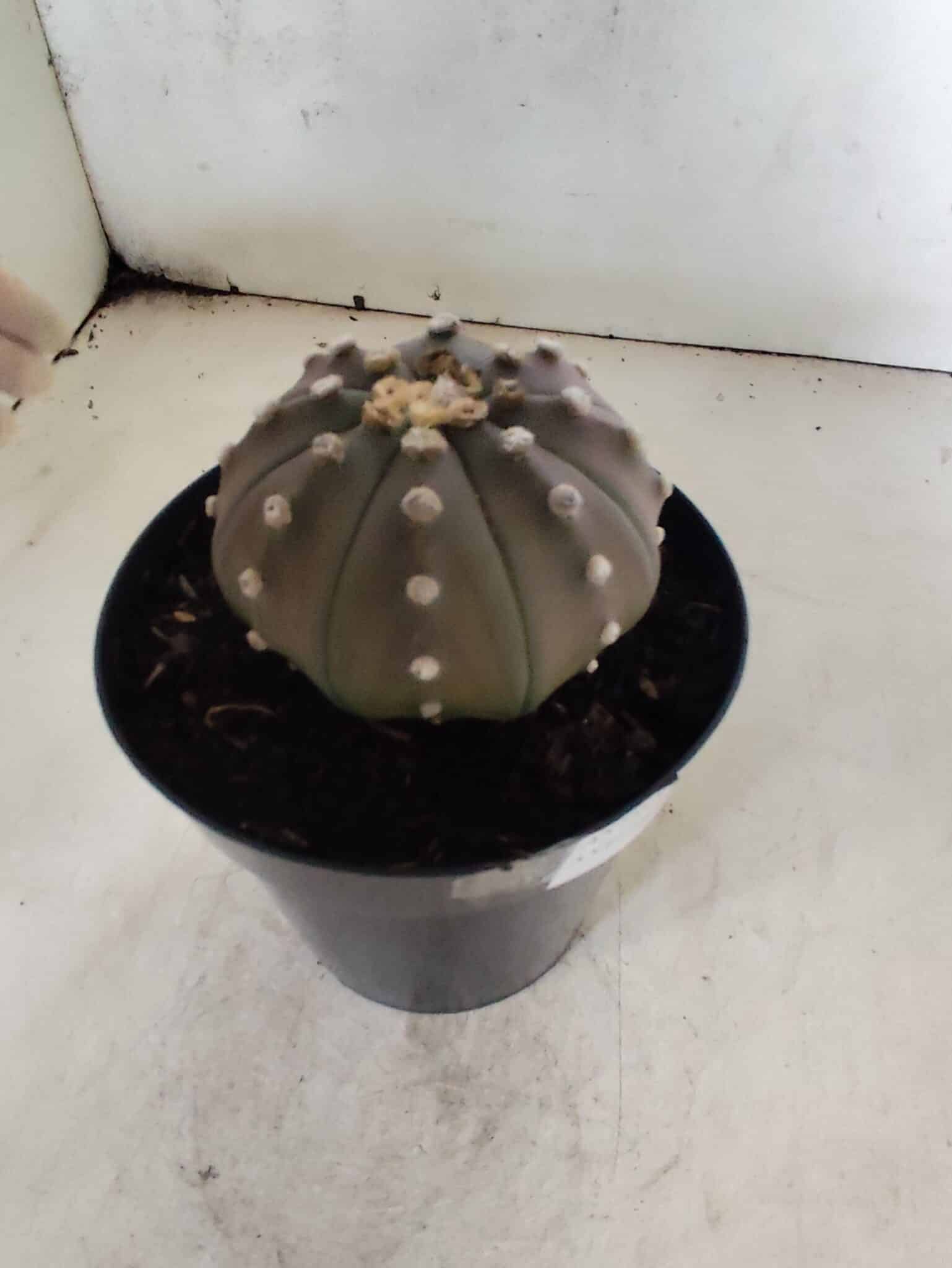 ASTROPHYTUM ASTERIAS “Purple”  Nº 1086 – vaso 15 - foto 6