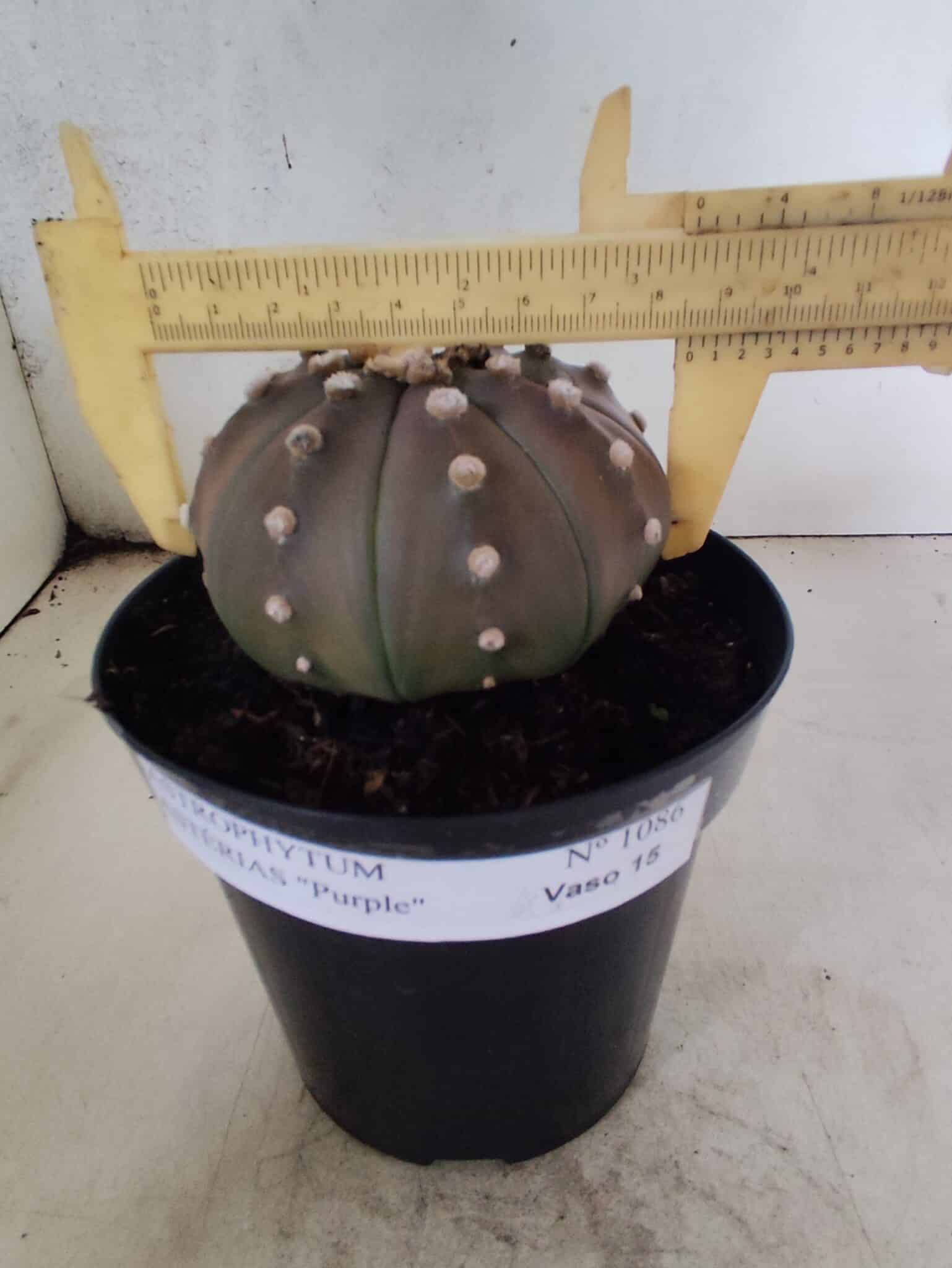 ASTROPHYTUM ASTERIAS “Purple”  Nº 1086 – vaso 15 - foto 4