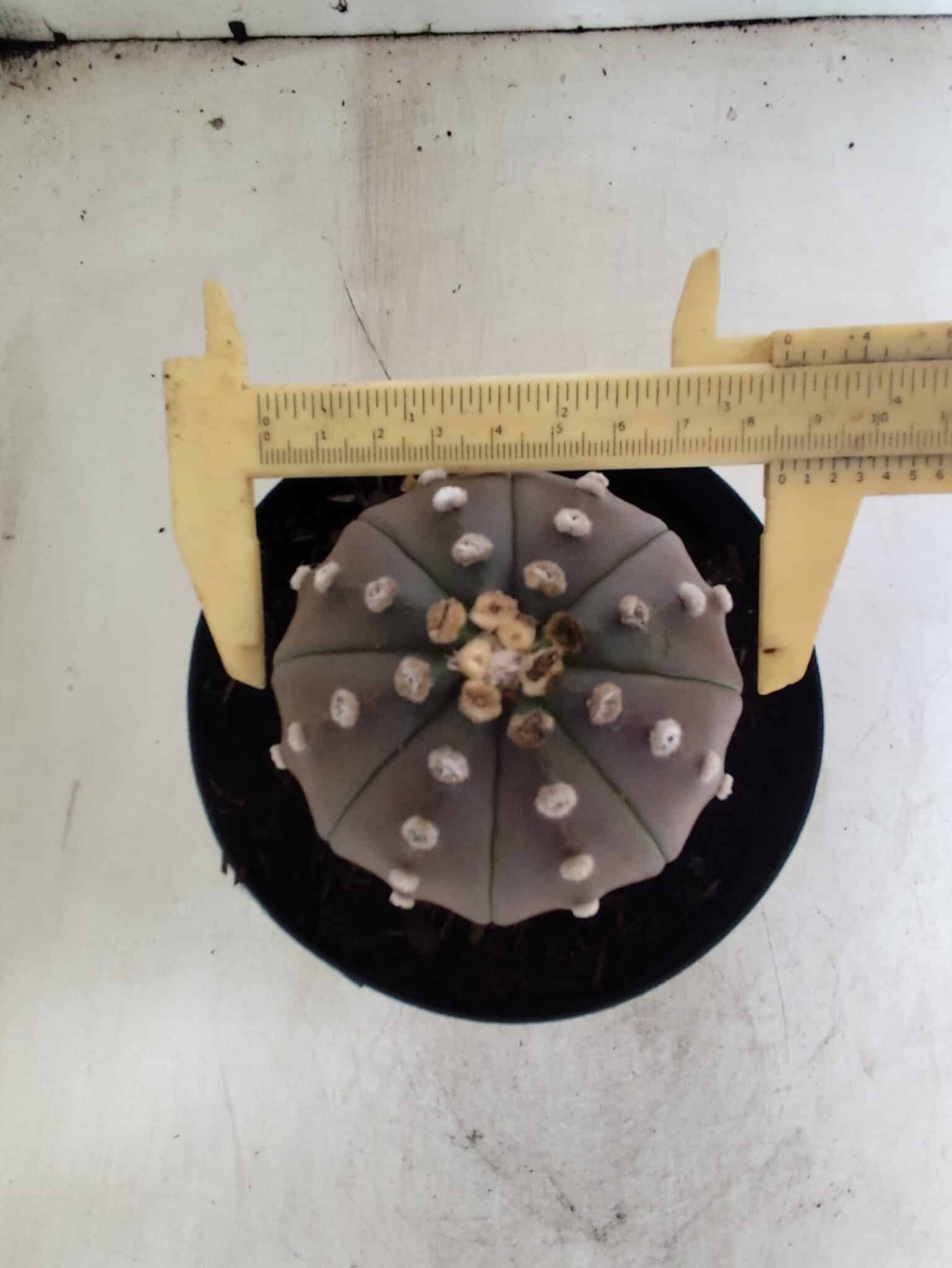 ASTROPHYTUM ASTERIAS “Purple”  Nº 1086 – vaso 15 - foto 5