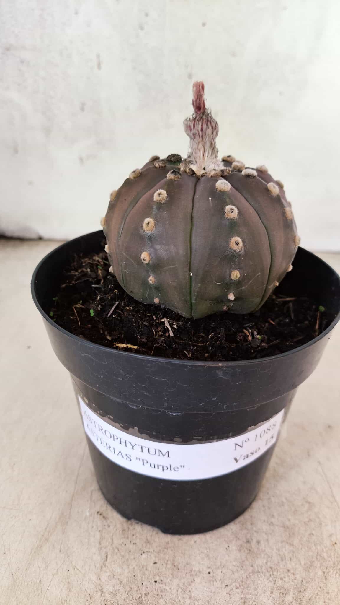 ASTROPHYTUM ASTERIAS “Purple”  Nº 1088 – vaso 15 - foto 2