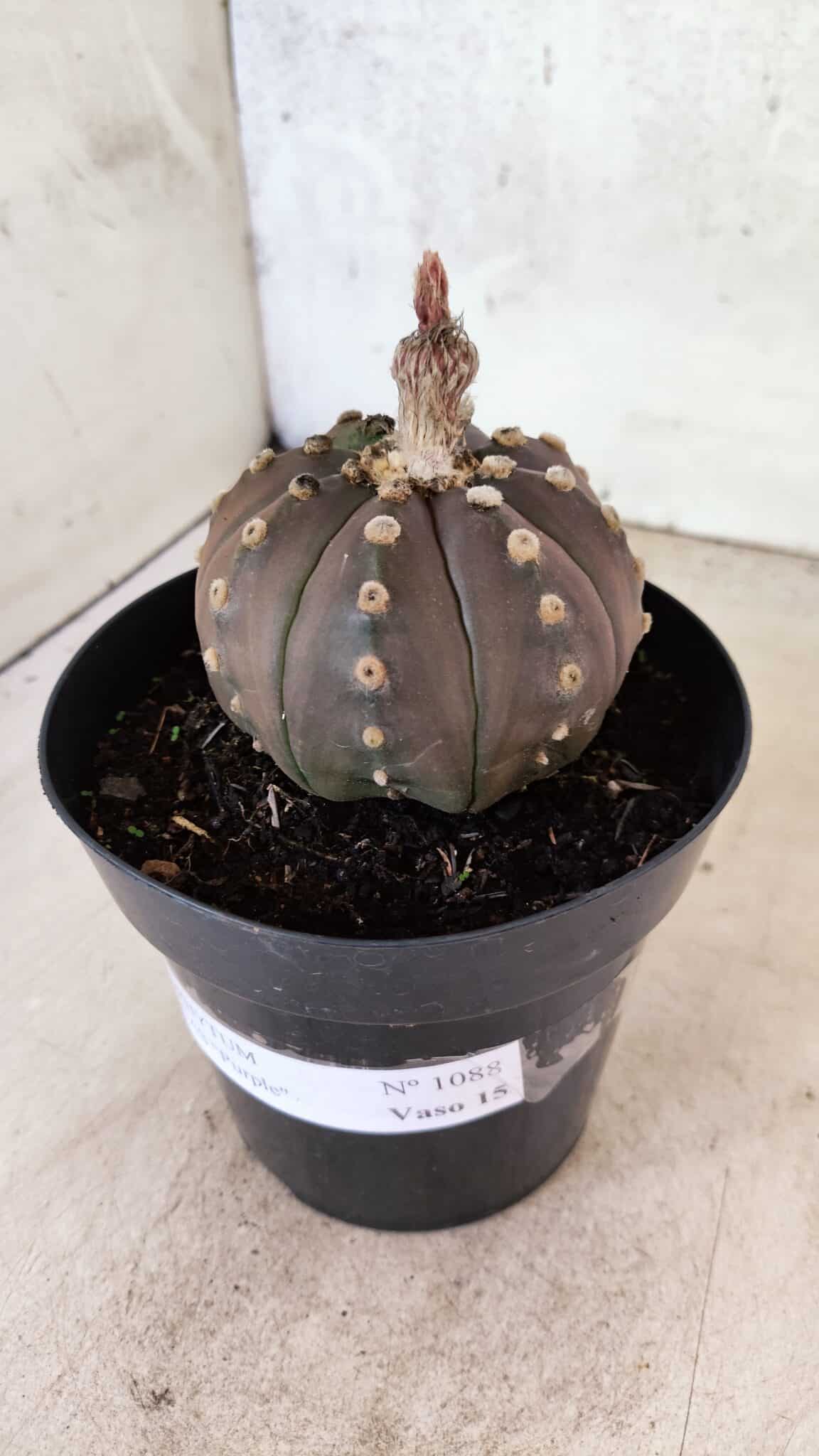 ASTROPHYTUM ASTERIAS “Purple”  Nº 1088 – vaso 15 - foto 9