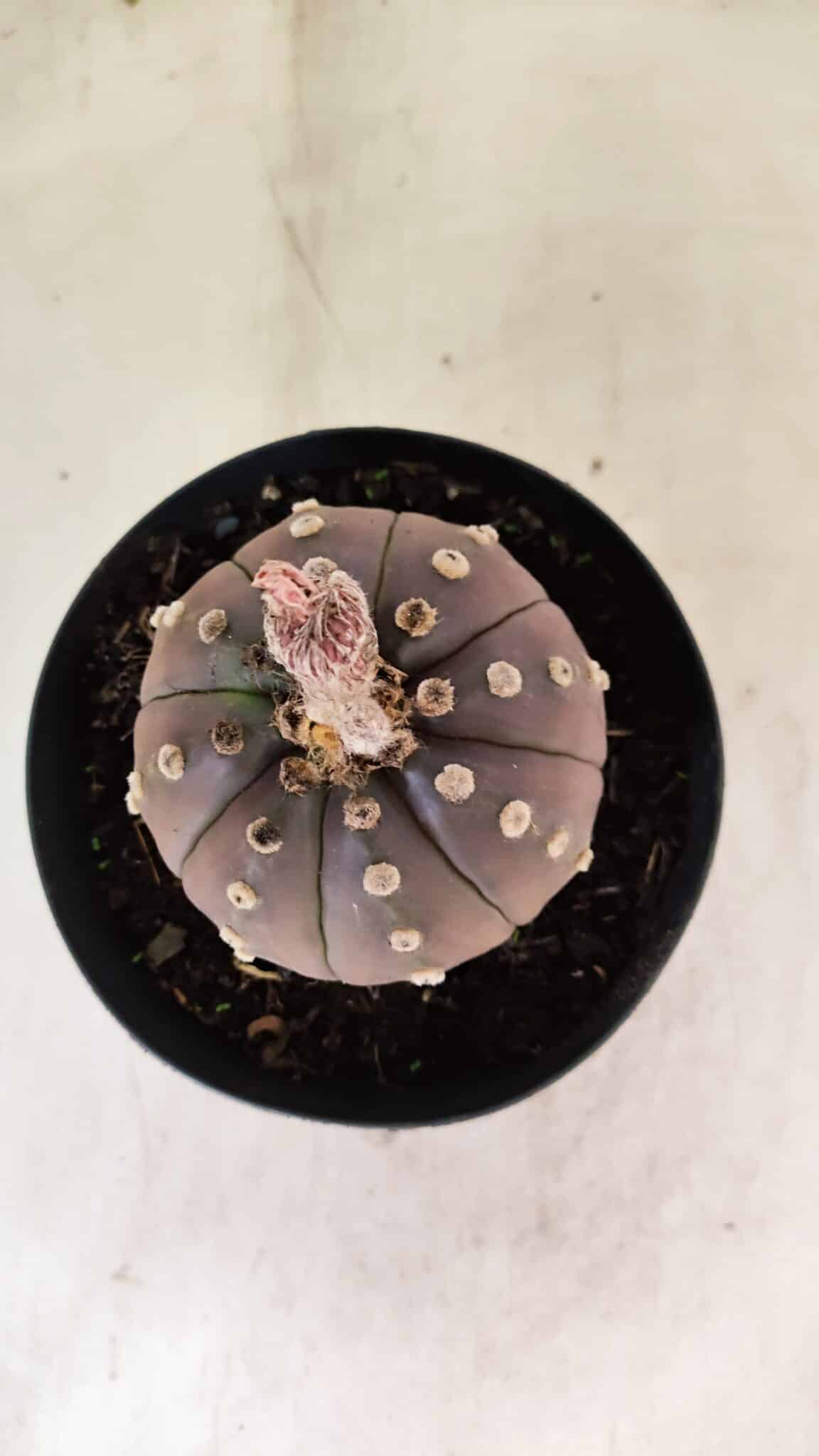 ASTROPHYTUM ASTERIAS “Purple”  Nº 1088 – vaso 15 - foto 3