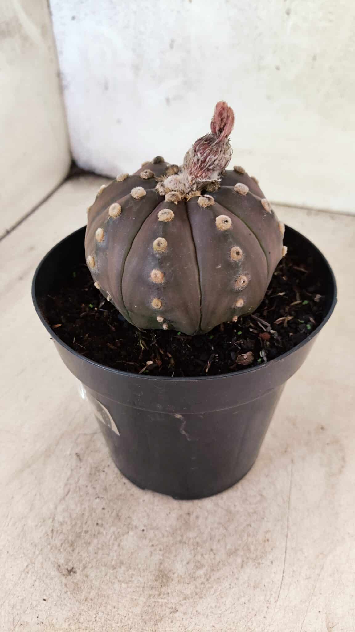 ASTROPHYTUM ASTERIAS “Purple”  Nº 1088 – vaso 15 - foto 8