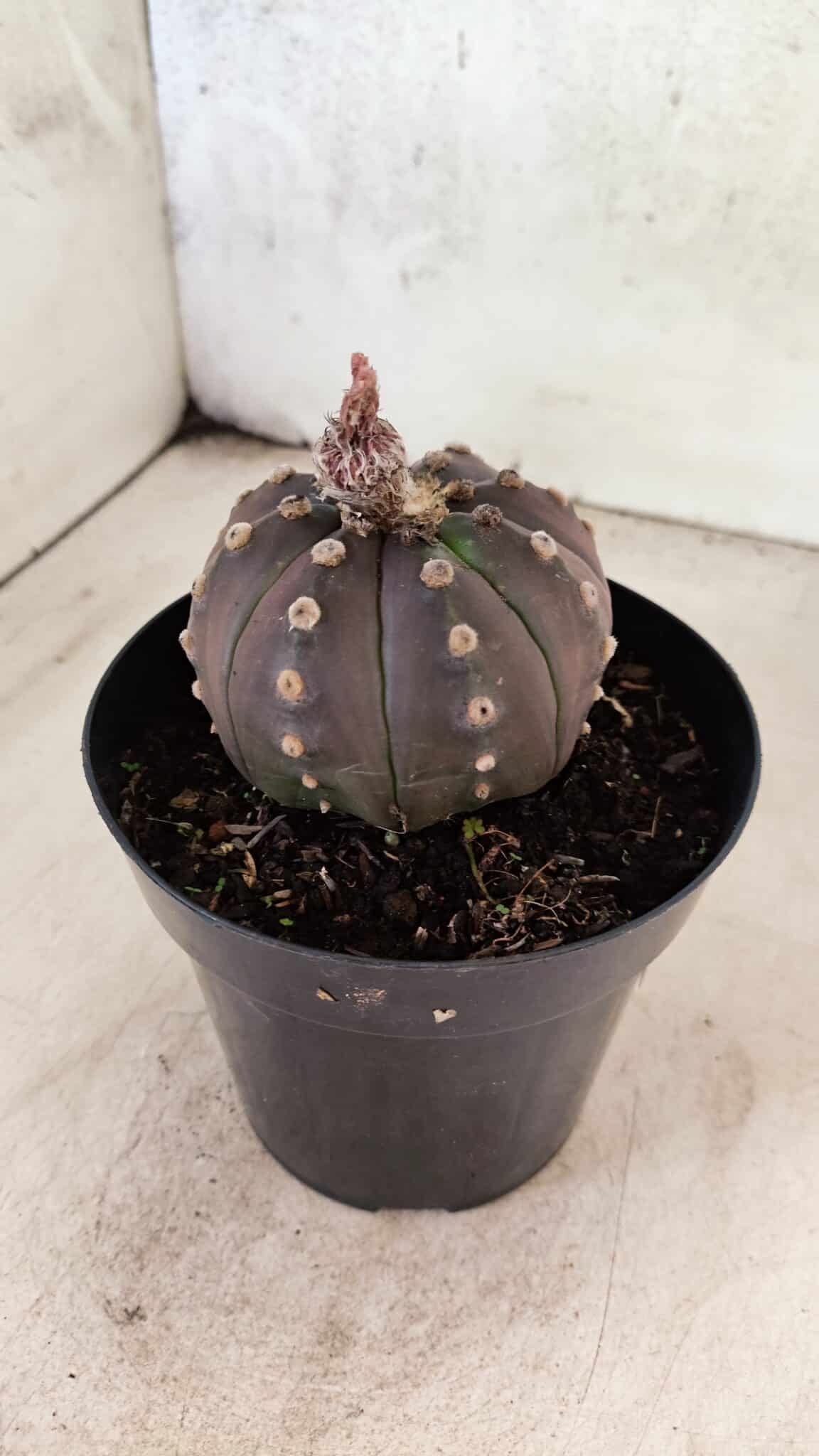 ASTROPHYTUM ASTERIAS “Purple”  Nº 1088 – vaso 15 - foto 7
